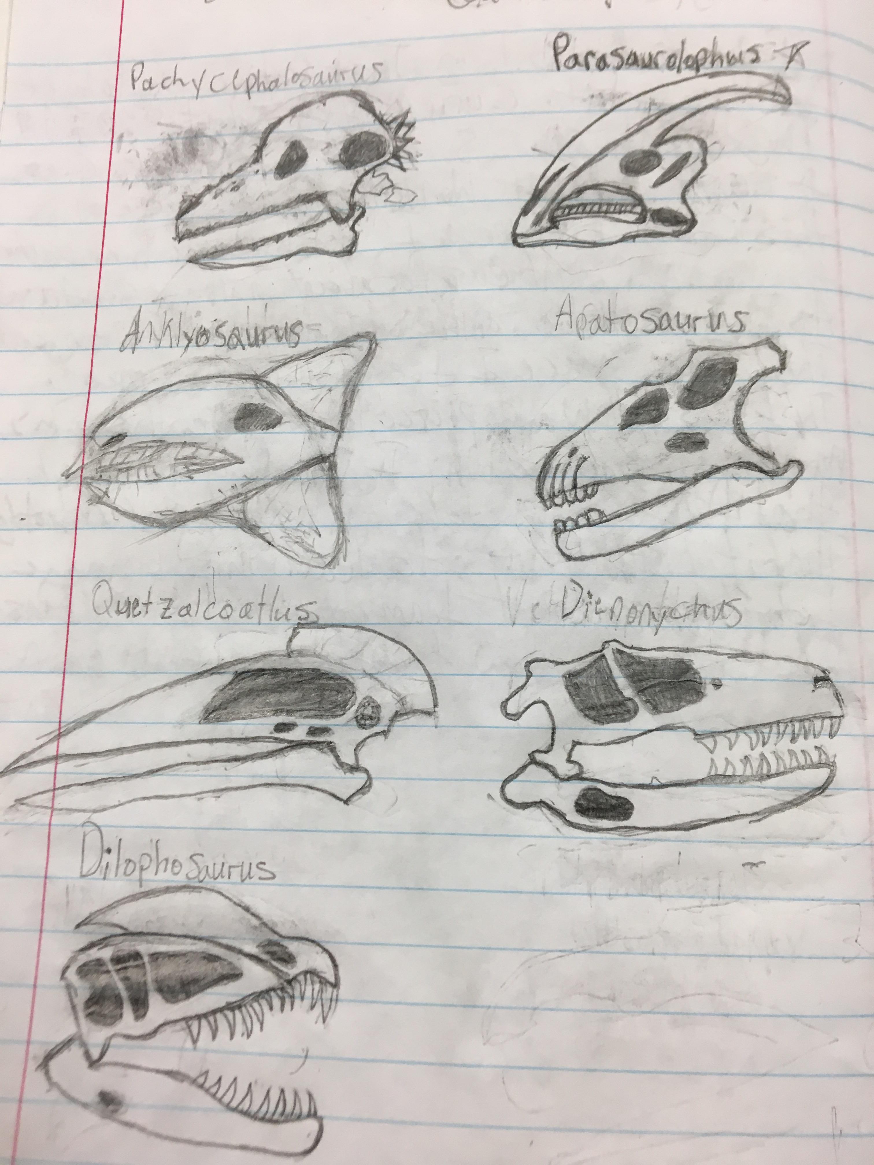 Some Dino skull drawings I made r/Paleontology