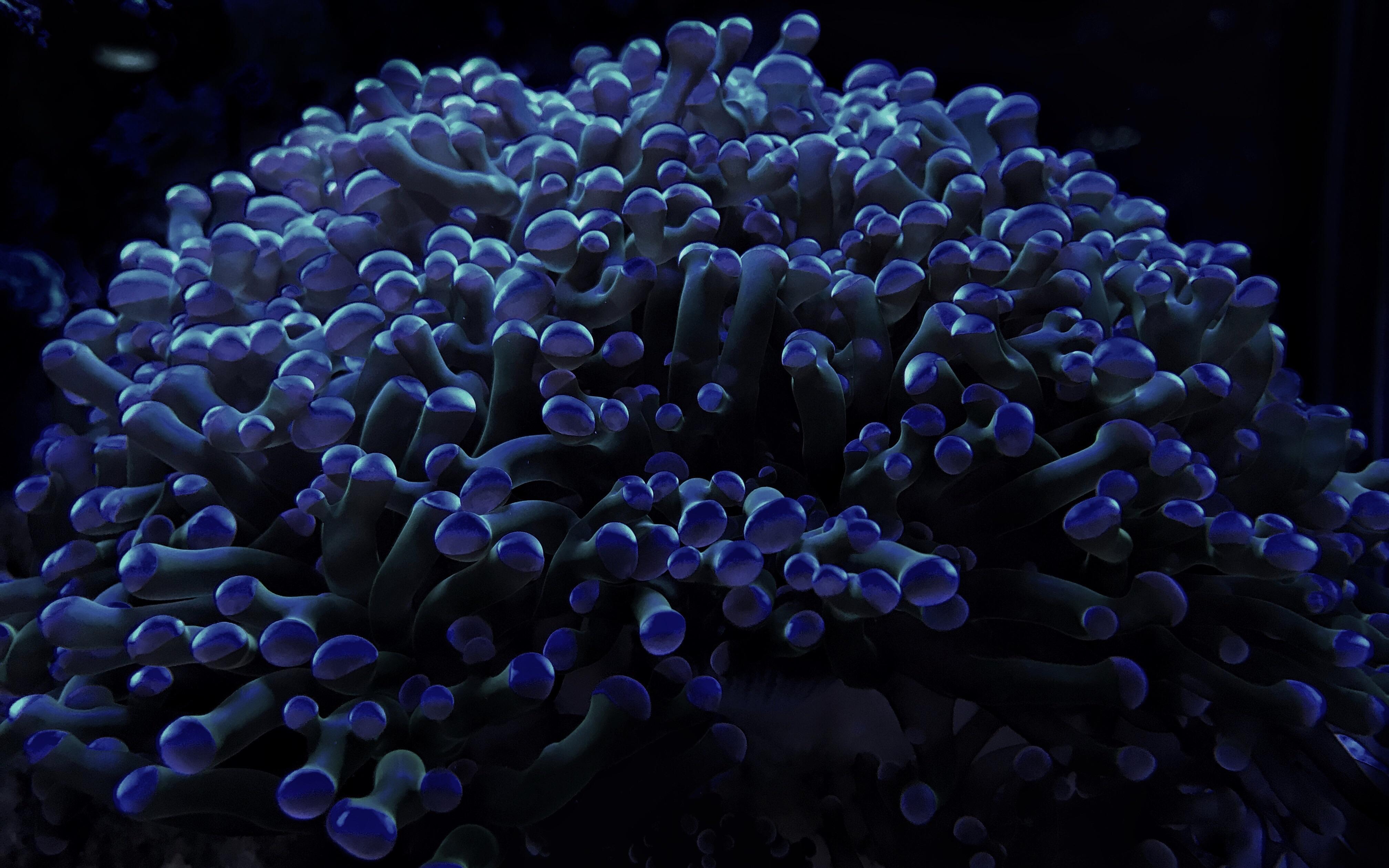 Sea life r/iPhoneography