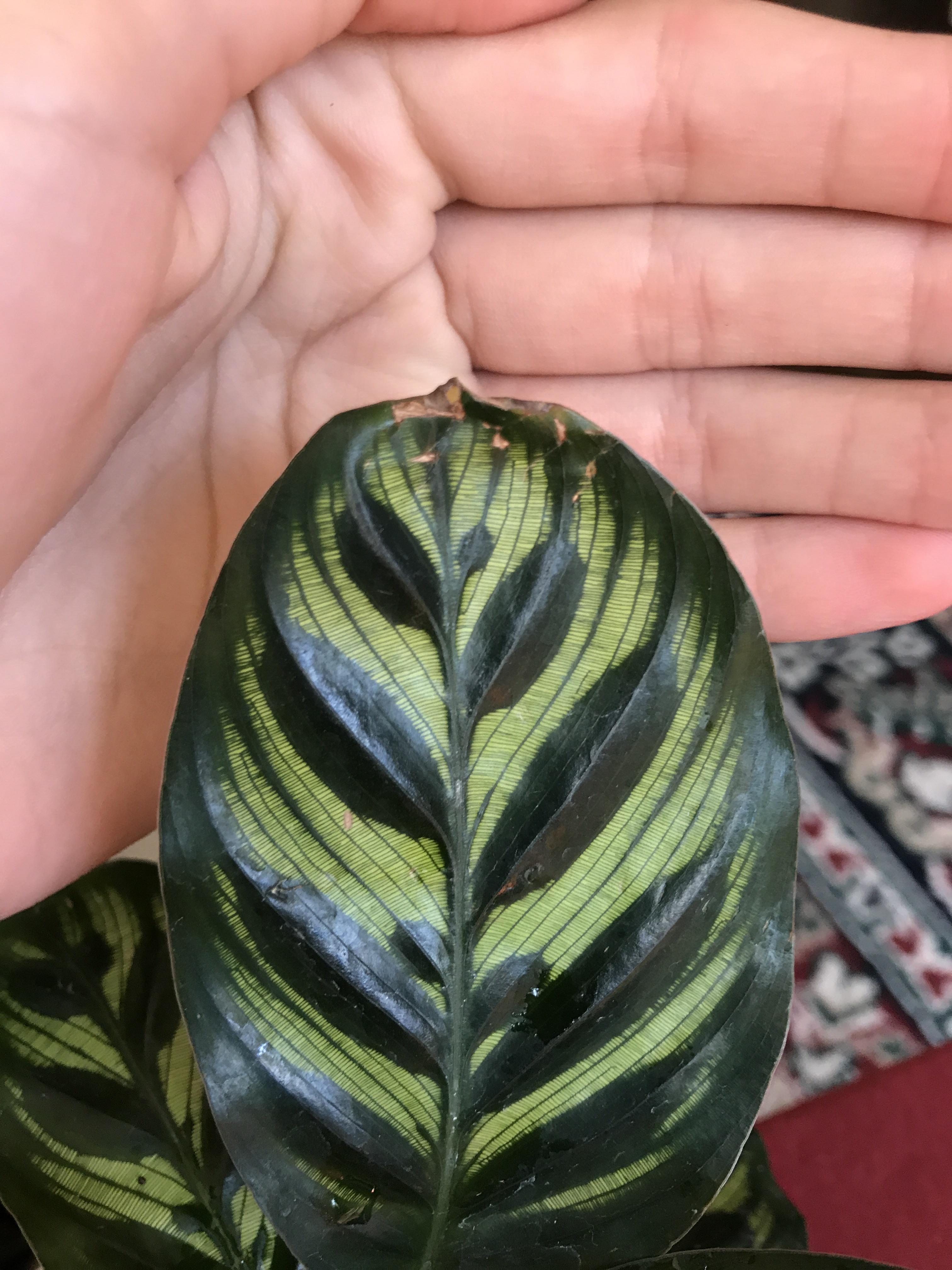 Best care tips for prayer plant please !! r/plantclinic