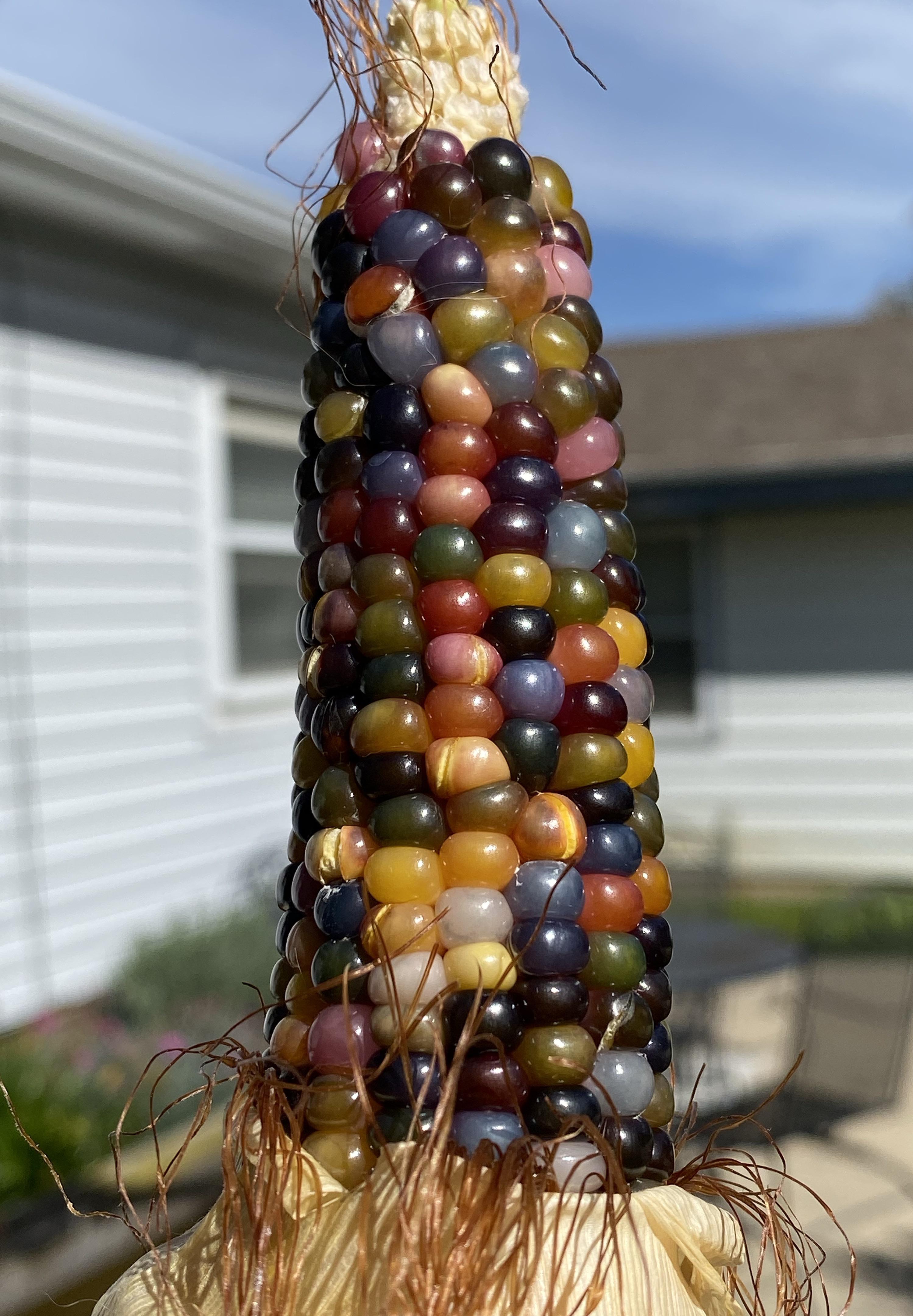 Glass Gem corn harvested from my garden this morning. Love the colors