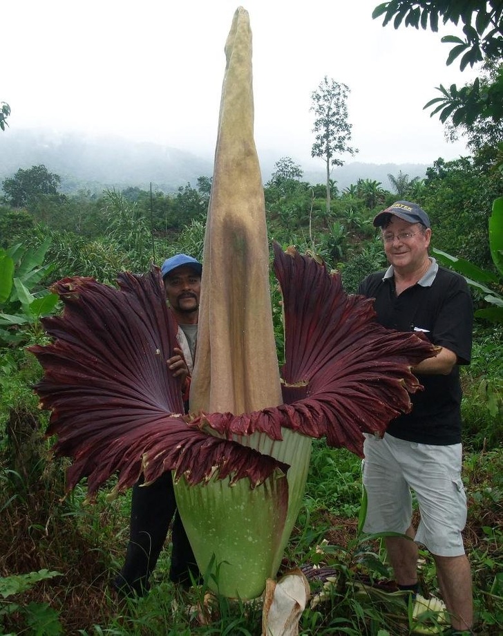 The Amorphopallus Titanium; one of the largest plants in the world, but only blooms once every