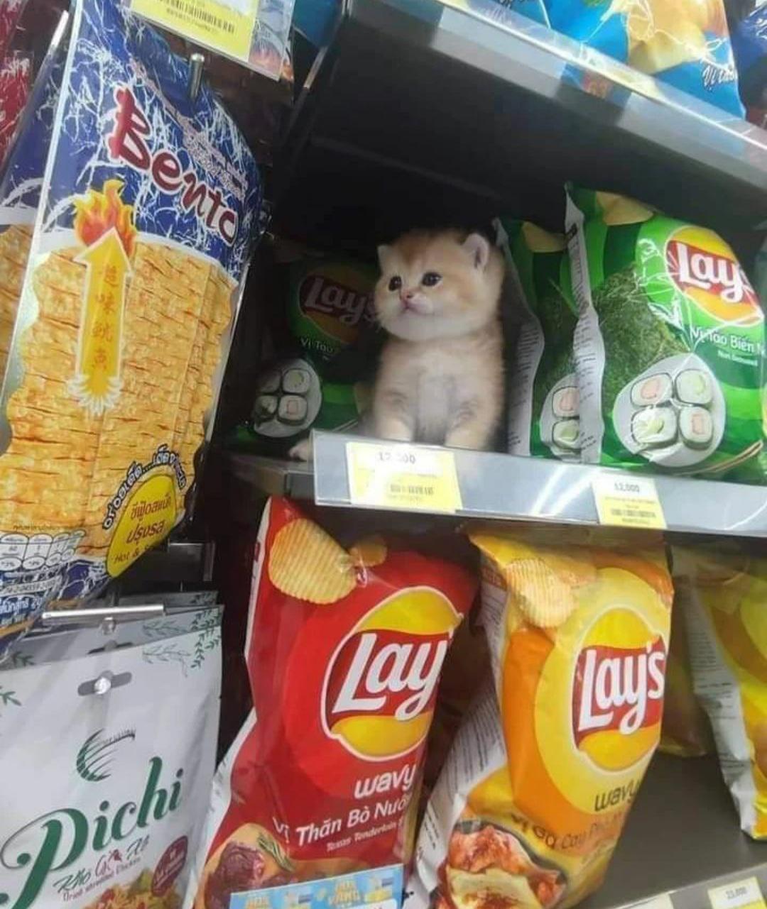 catmarket Catswithjobs