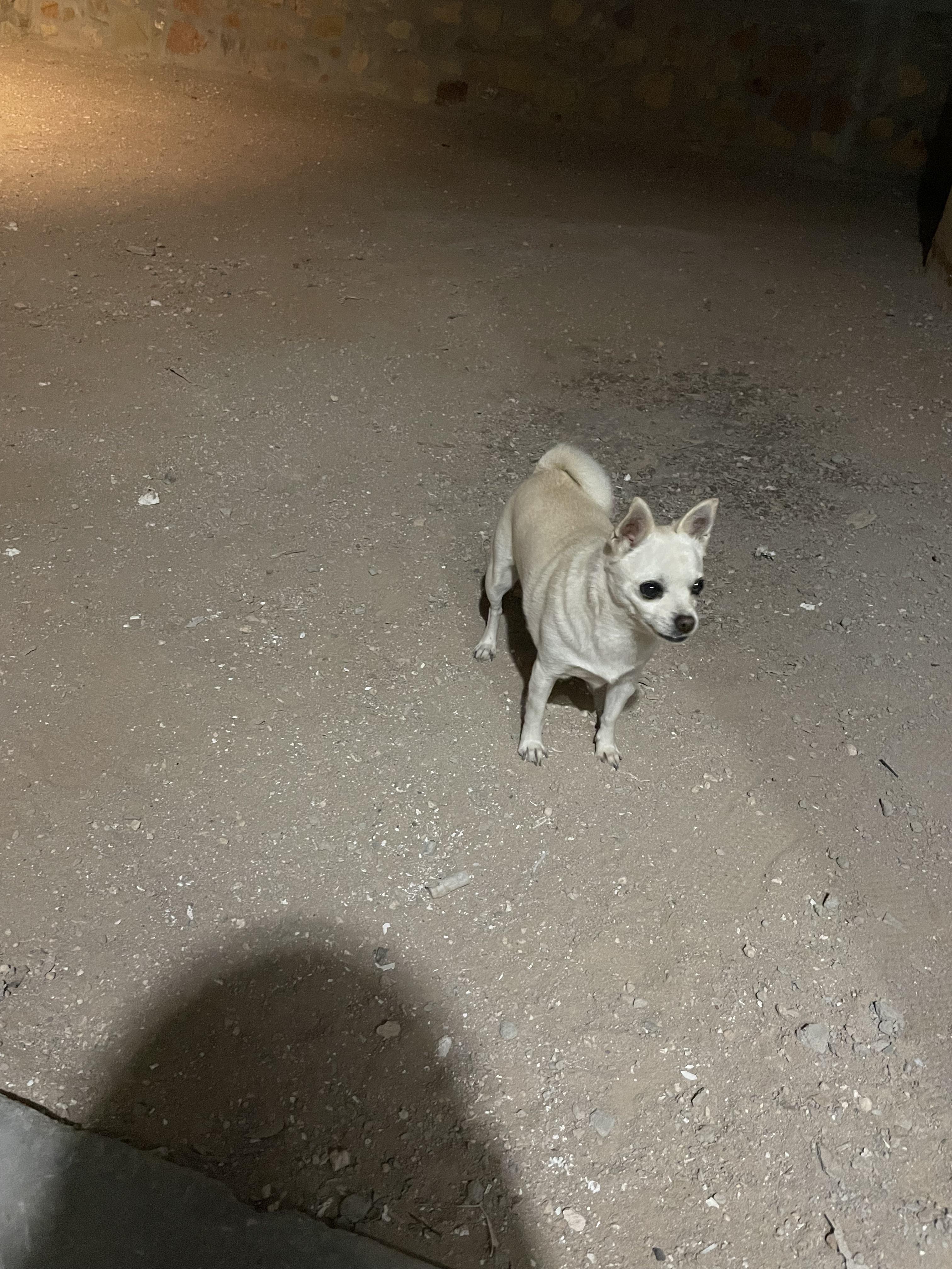 Found a dog. Eastlake and Darrington area neighborhood. r/ElPaso