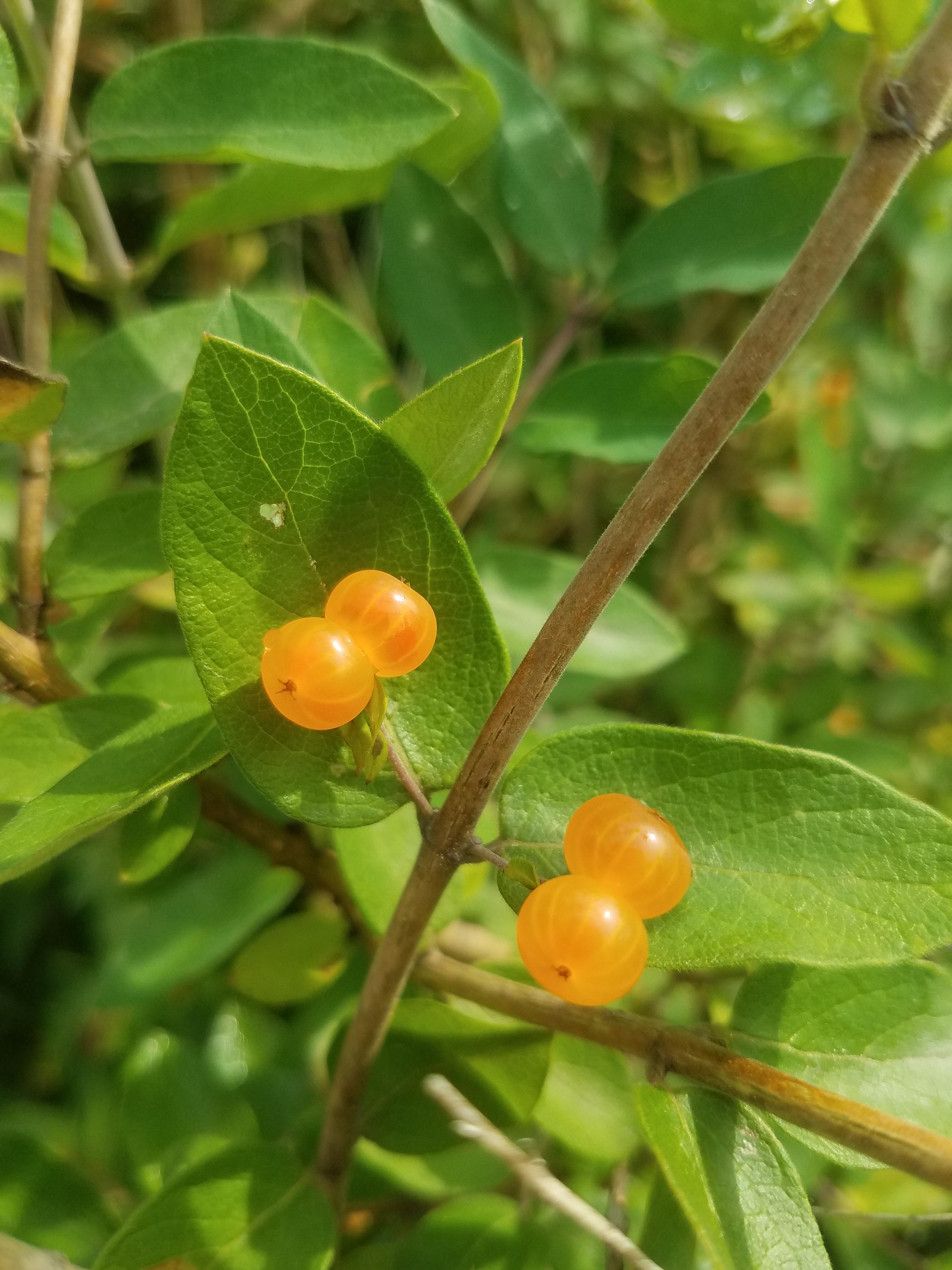 Found a plant with orange berries in our yard in PA, does anybody know