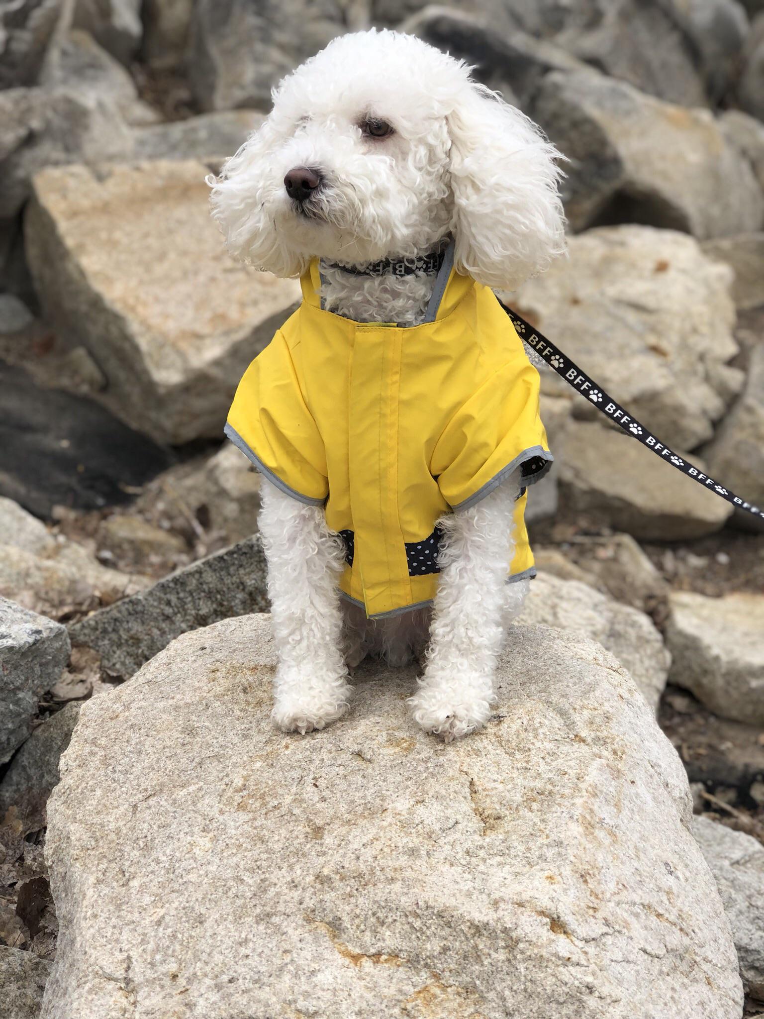 Just my magnificent dog rockin the yellow raincoat r/aww
