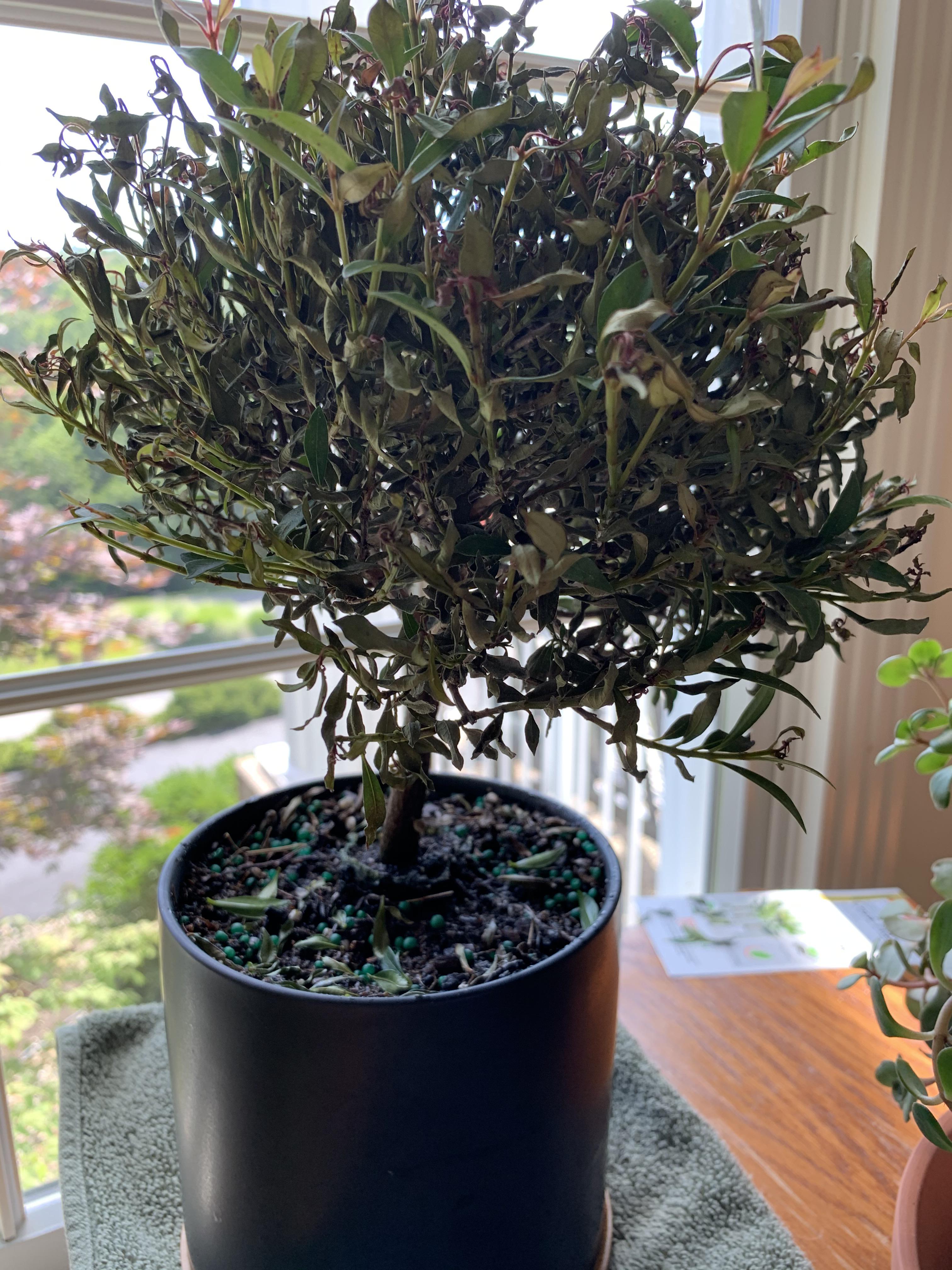 Bonsai tree I got last week leaves falling off? r/plantclinic