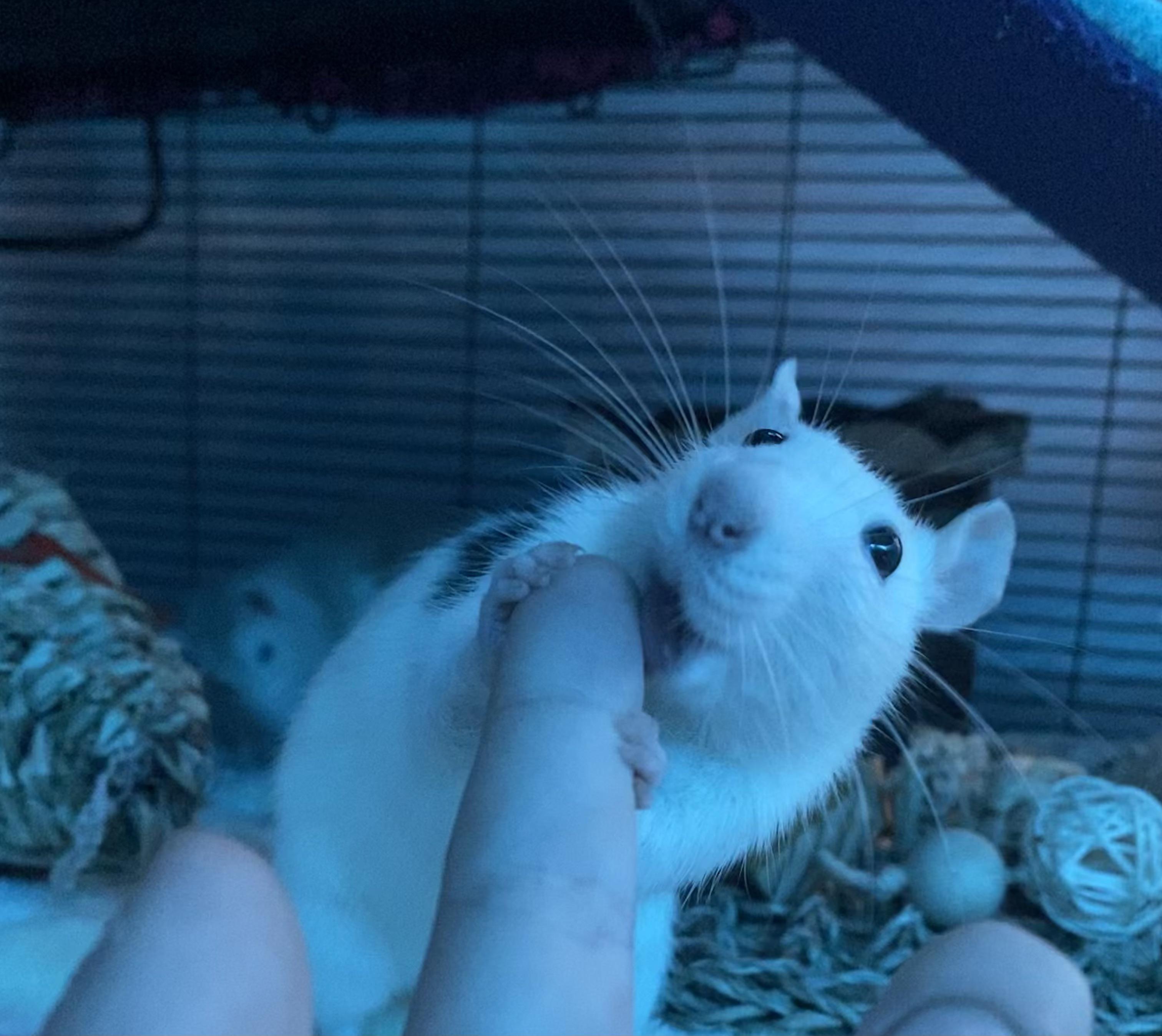 Plant pot burial? r/RATS