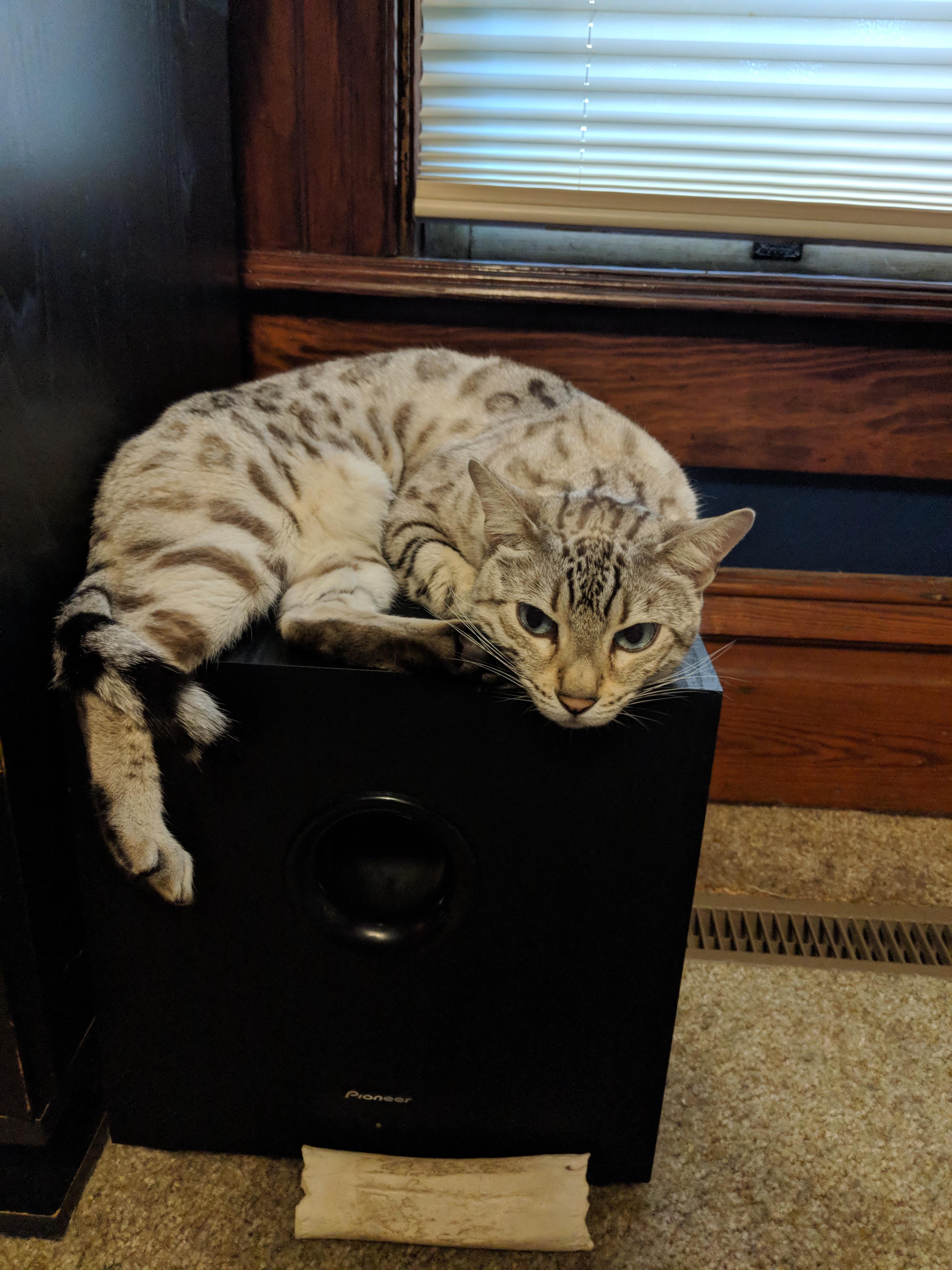 Our cat likes to hang out on our subwoofer r/pics