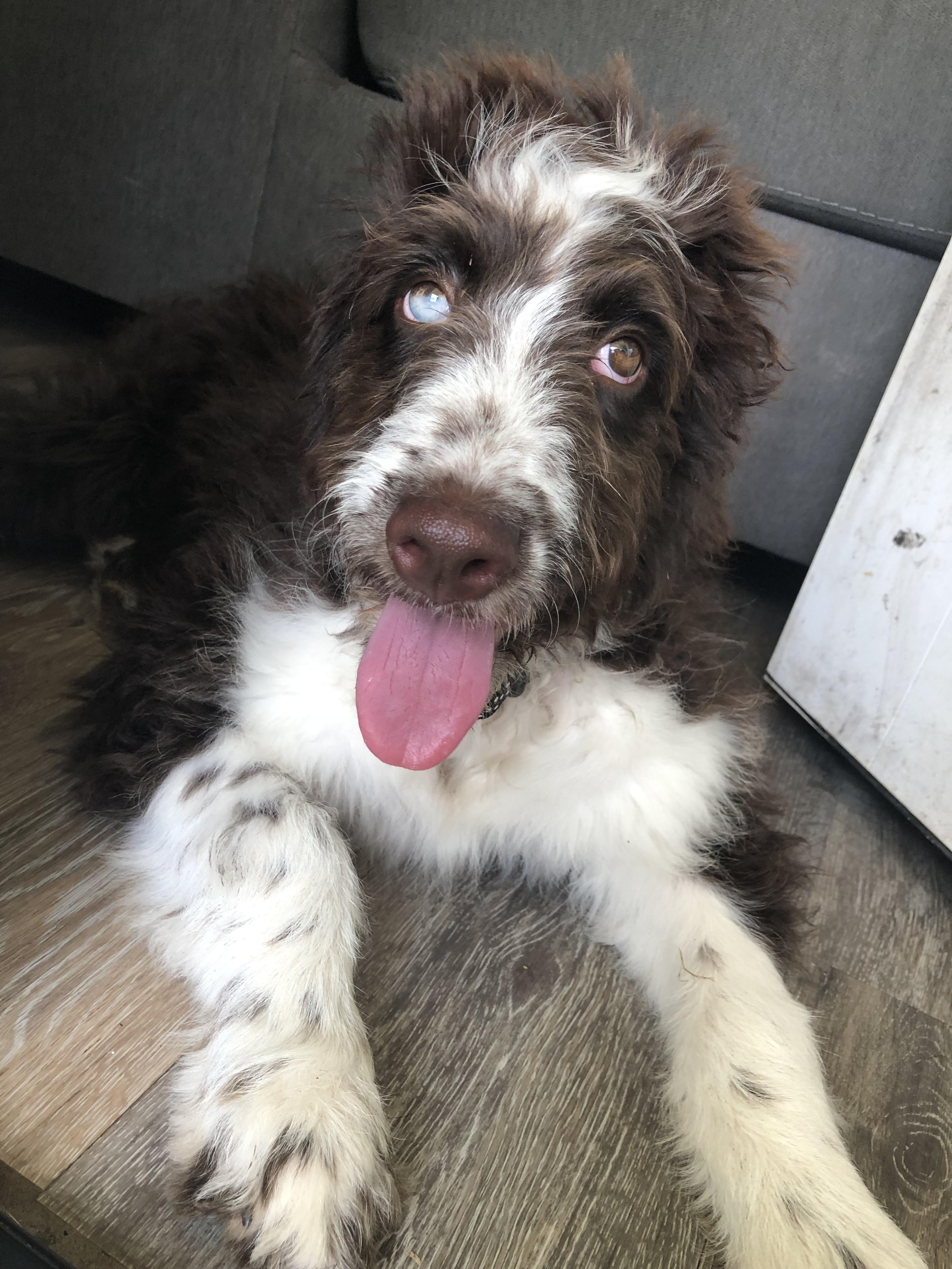 Do Dog Groomers Cut Whiskers