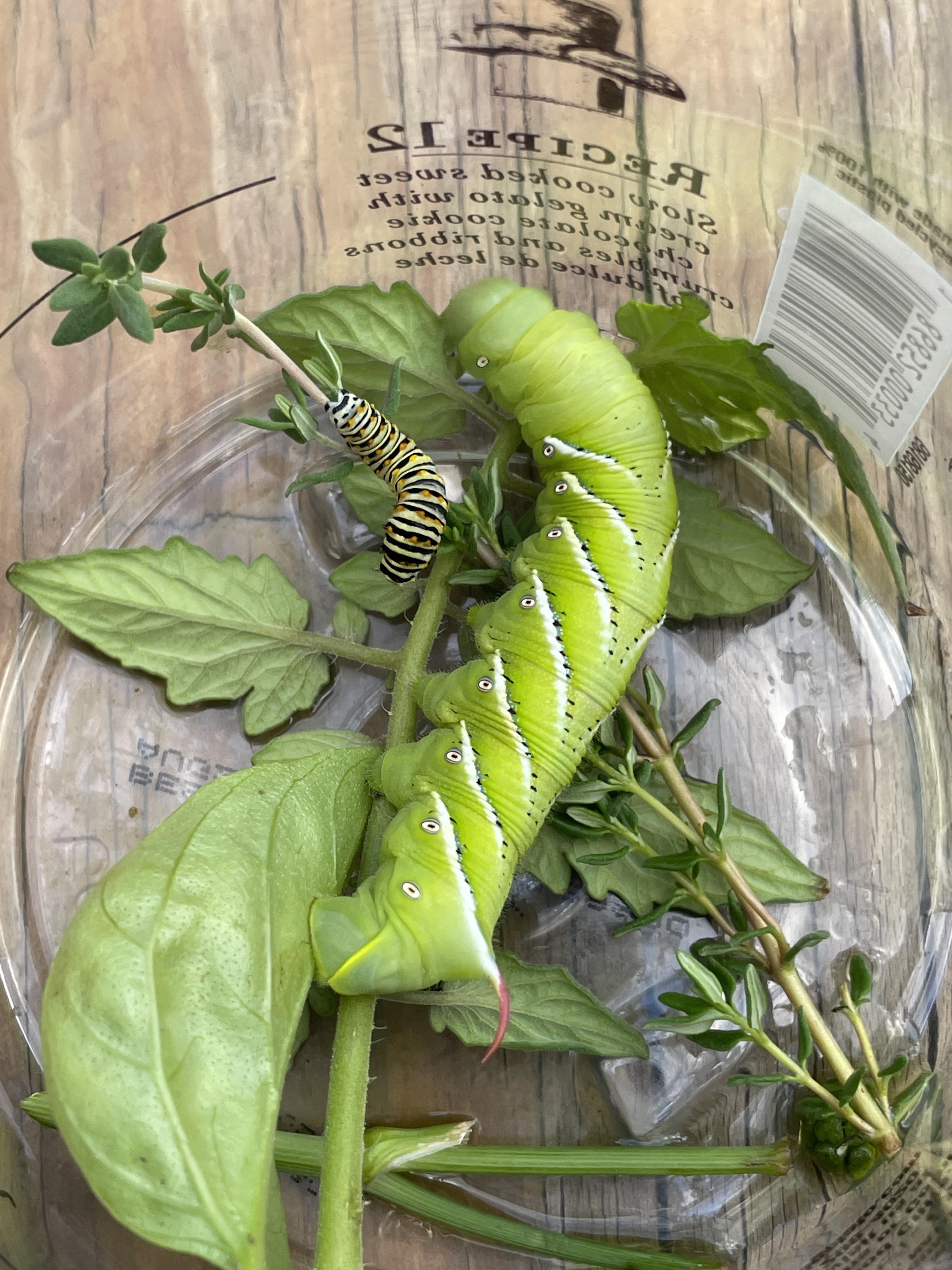 What Do Hornworms Turn Into