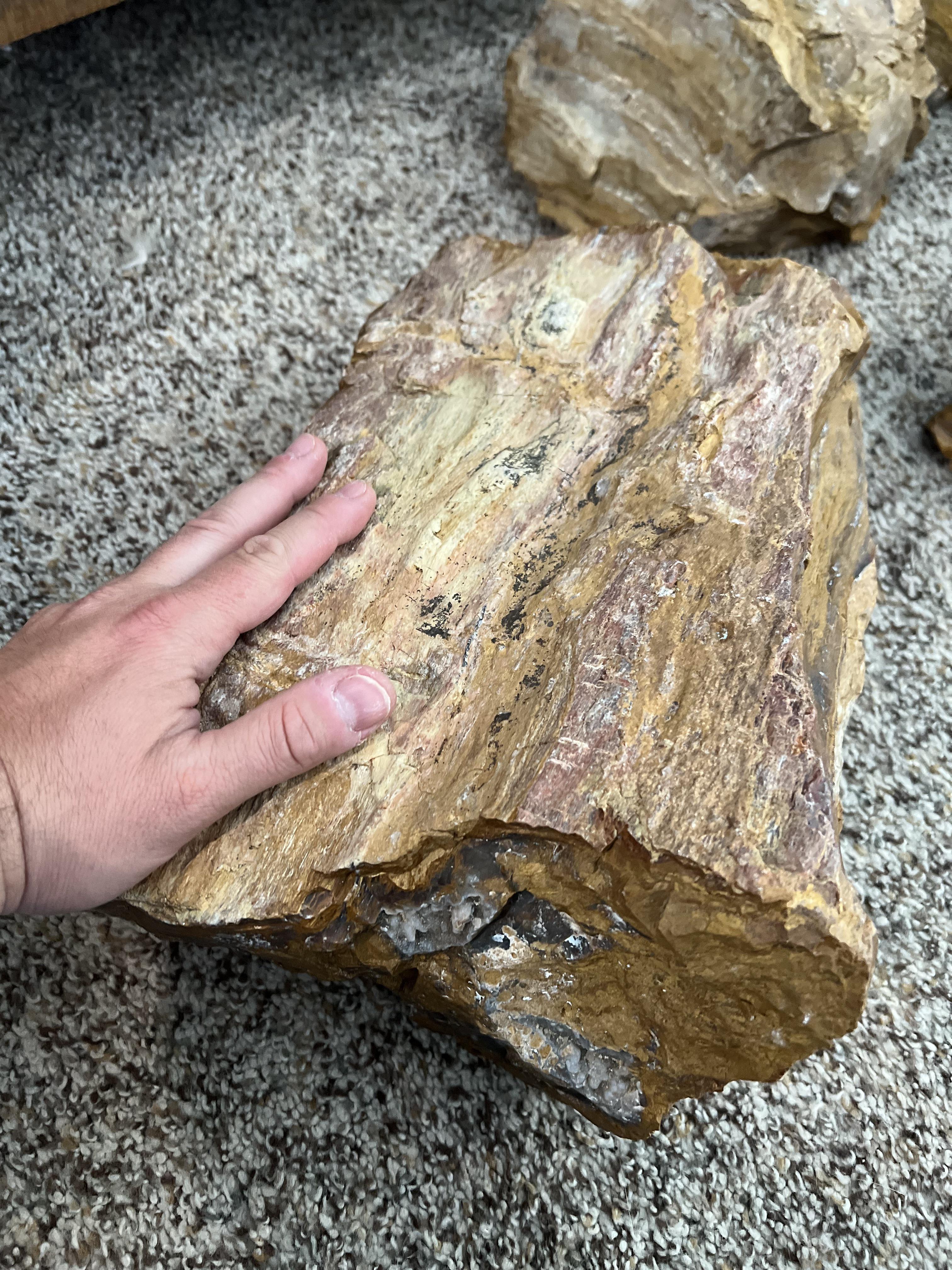 Look at this monster petrified wood chunk I found today in a rock pile