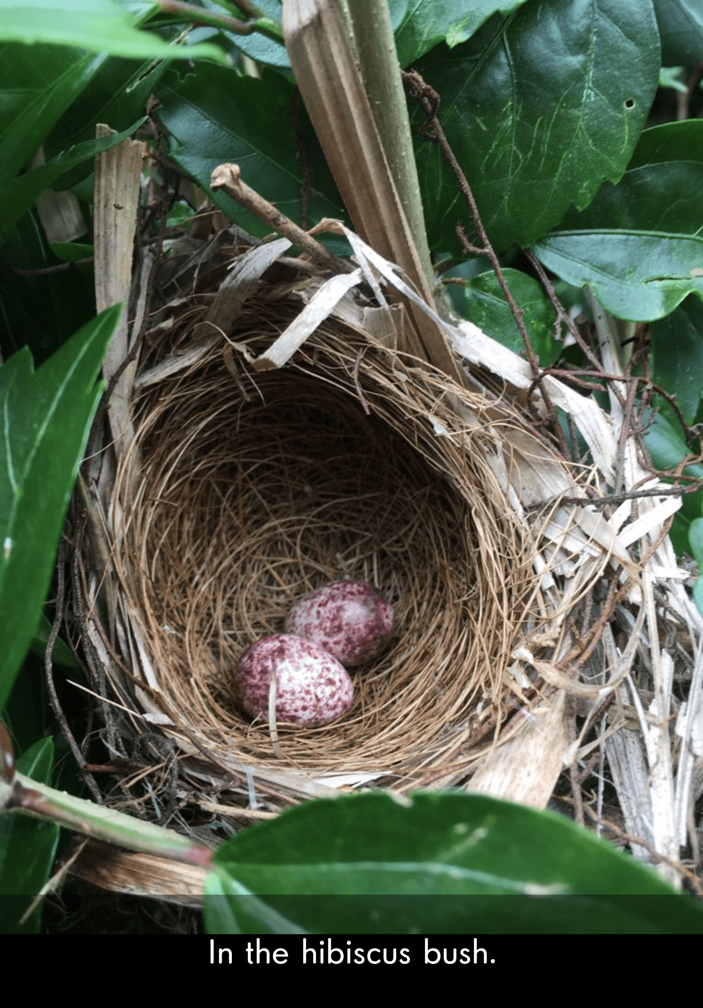 Singapore Can anyone identify these bird eggs singapore