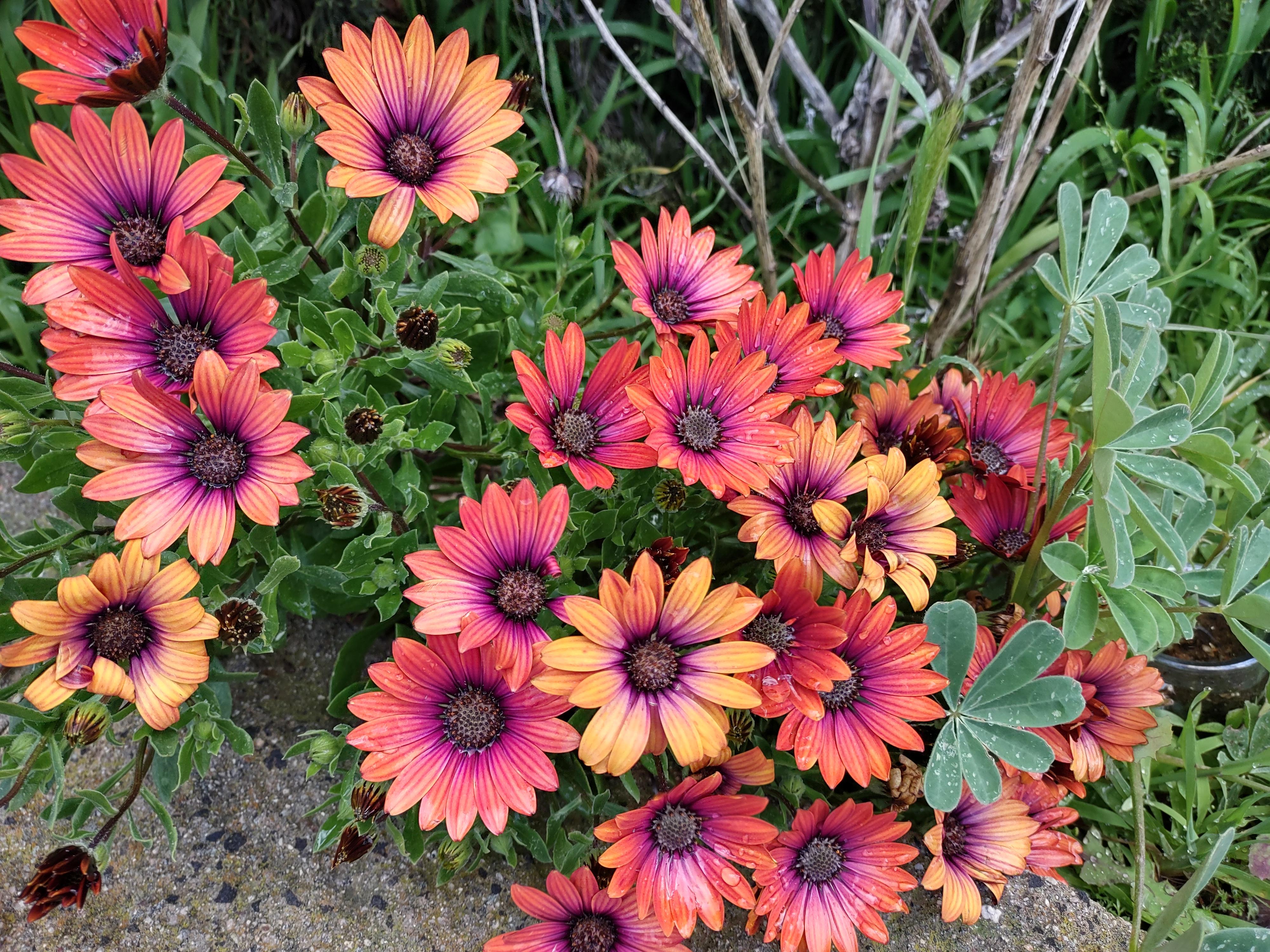 Colorful flowers in Southern California r/pics