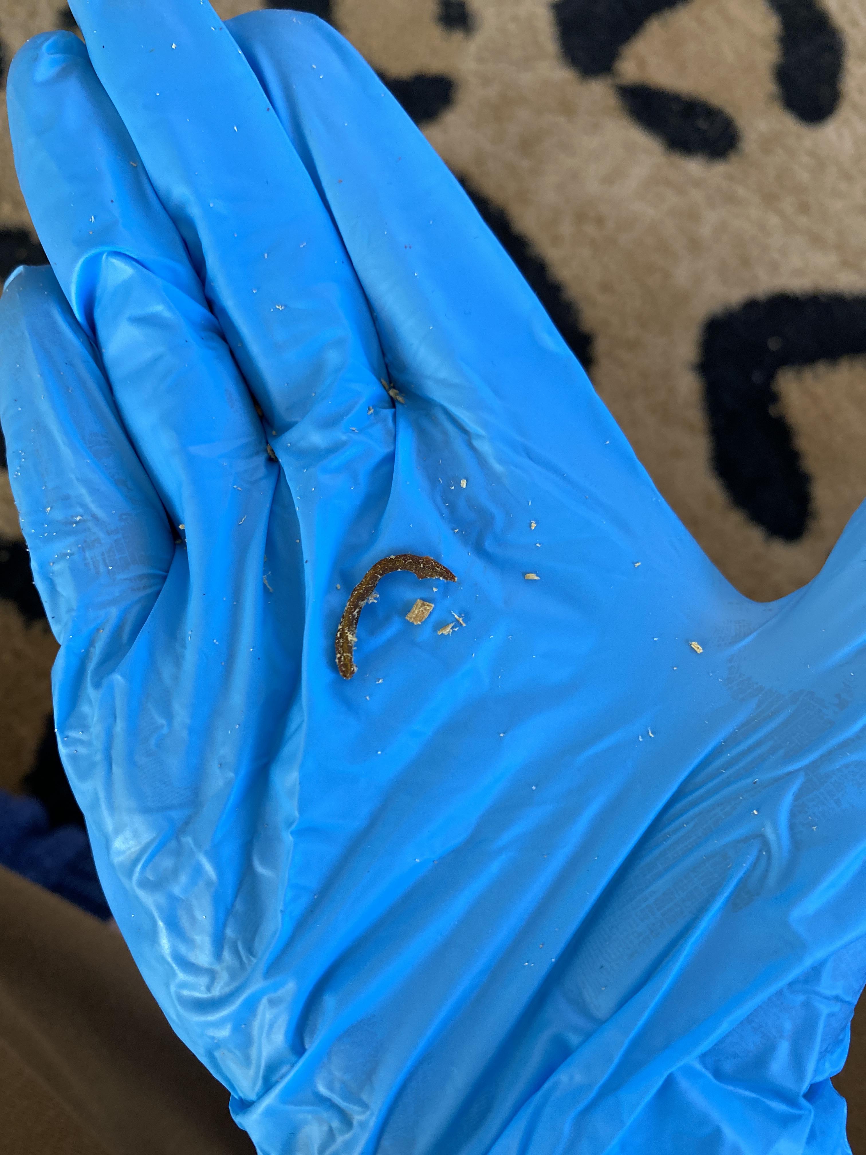 Found in cat litter box. Its dry but not hard. Is it a worm? whatsthisbug