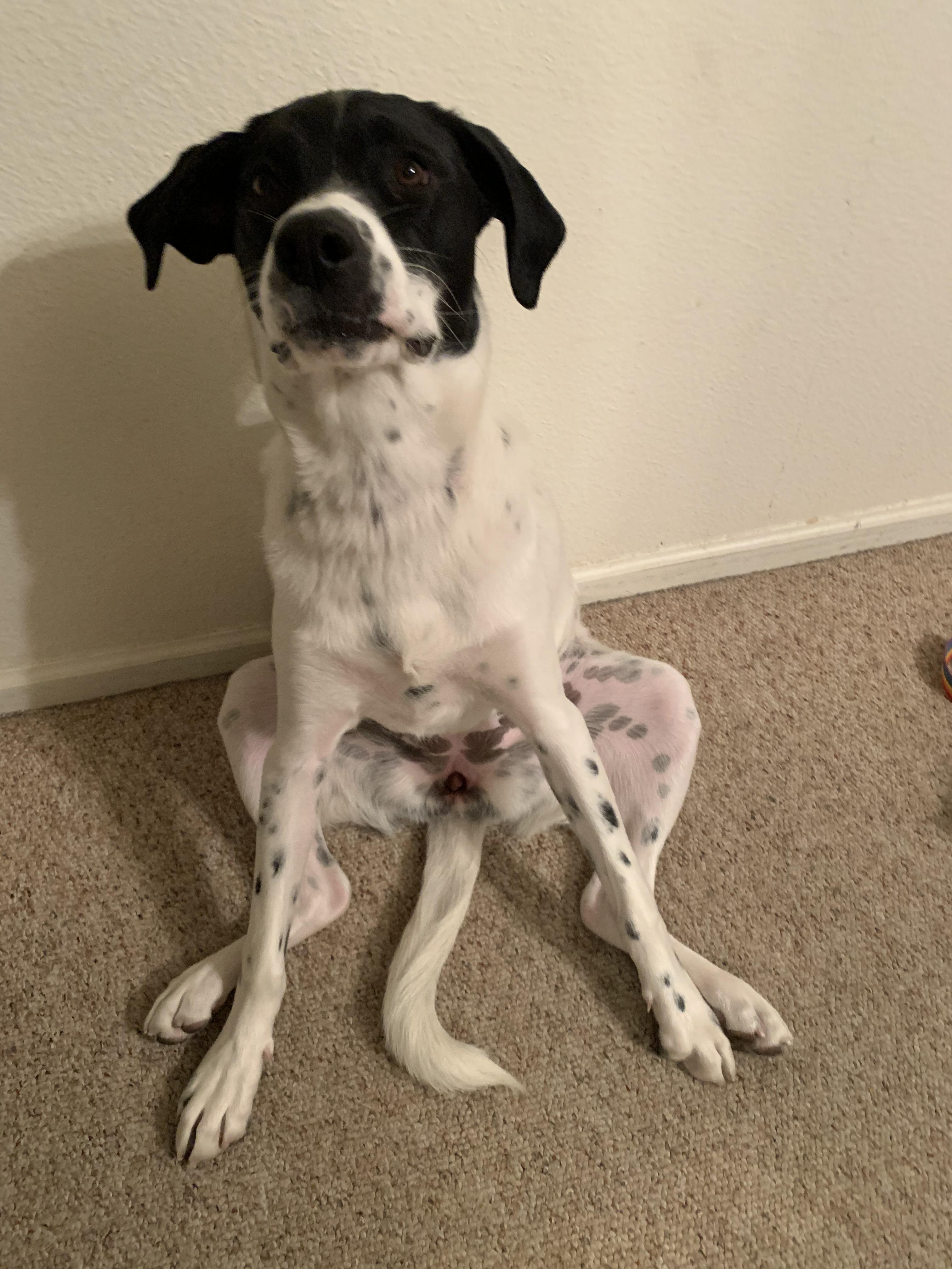 Never realized how much I love spotty dogs until I got myself a spotty