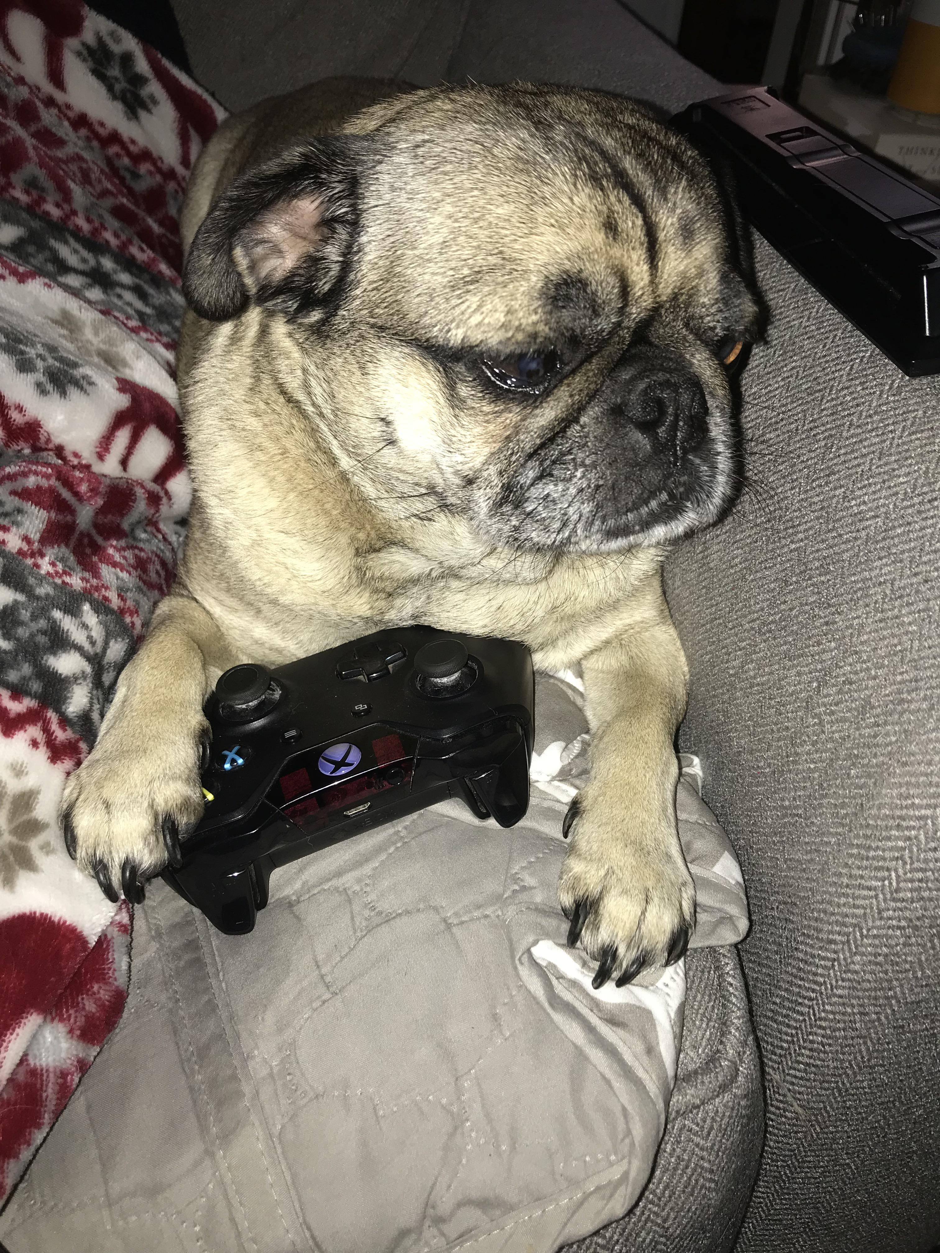 Gamers, rise up r/pugs