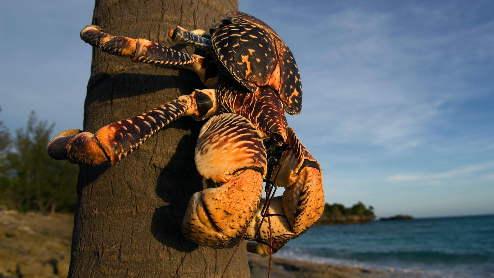 🔥 The Coconut crab, the largest landliving arthropod in the world