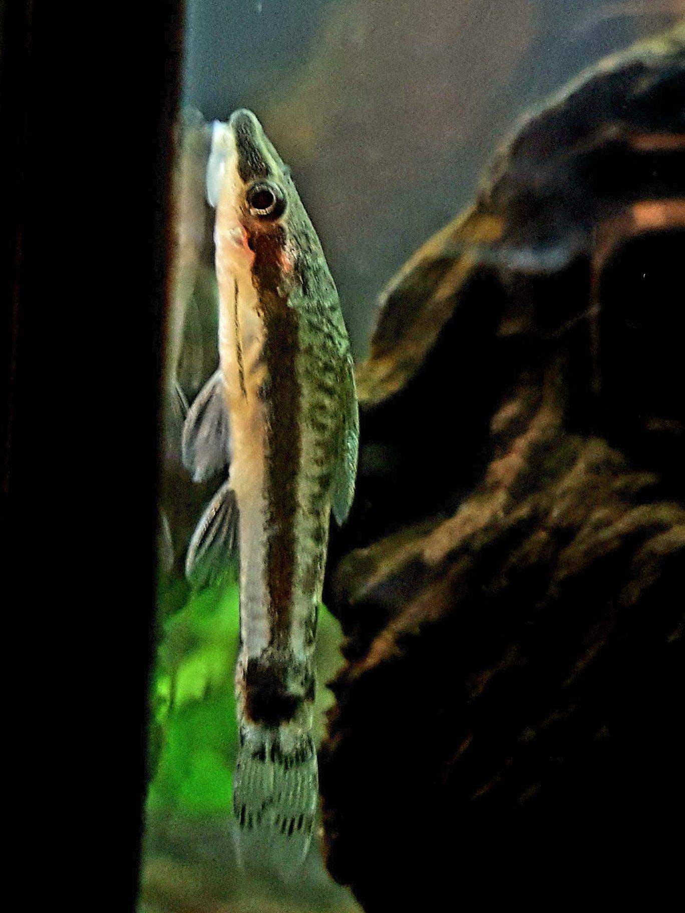 Love my Oto Man (Otocinclus catfish). So much personality and color