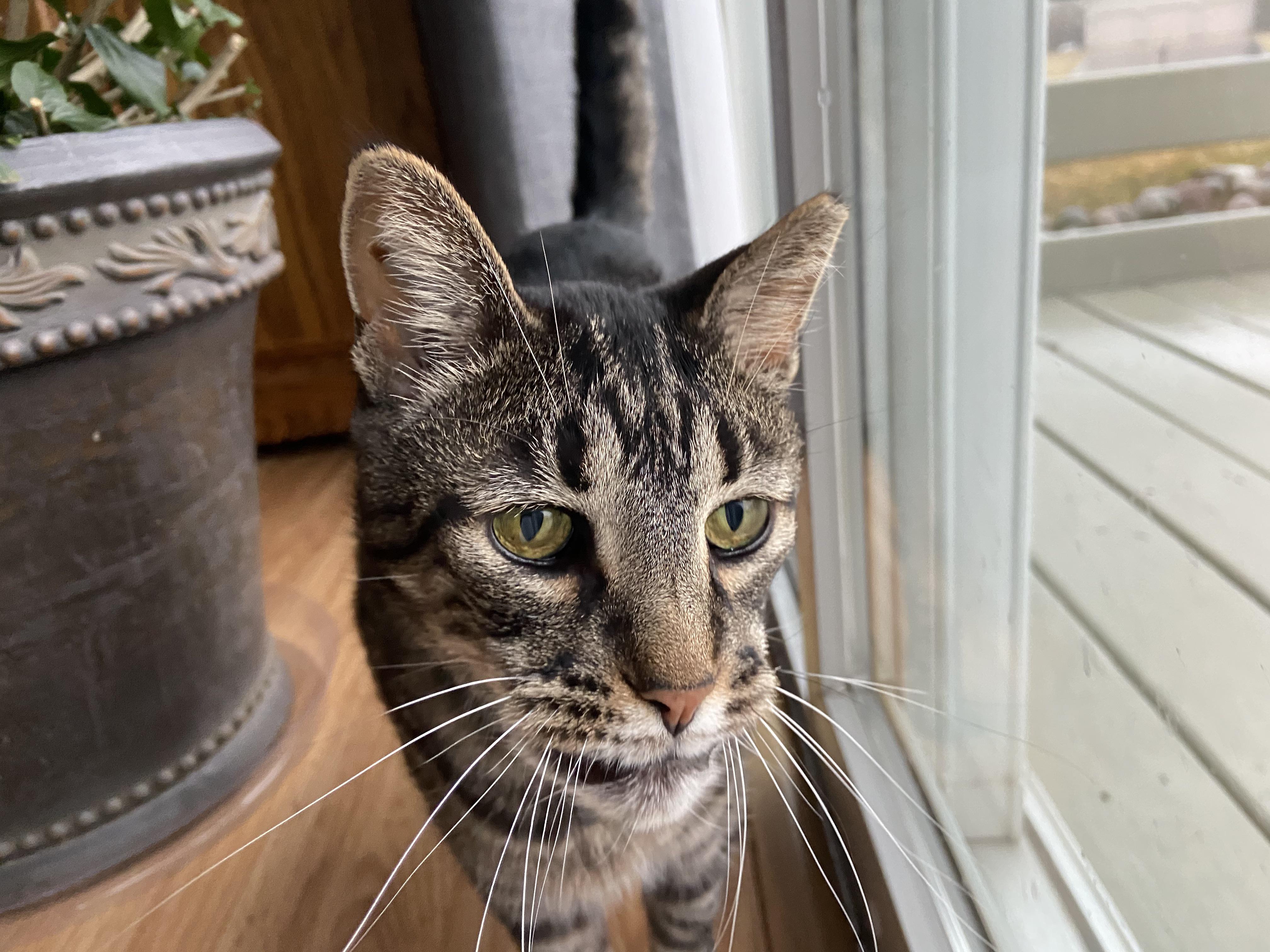 PsBattle This cat with a strong jawline