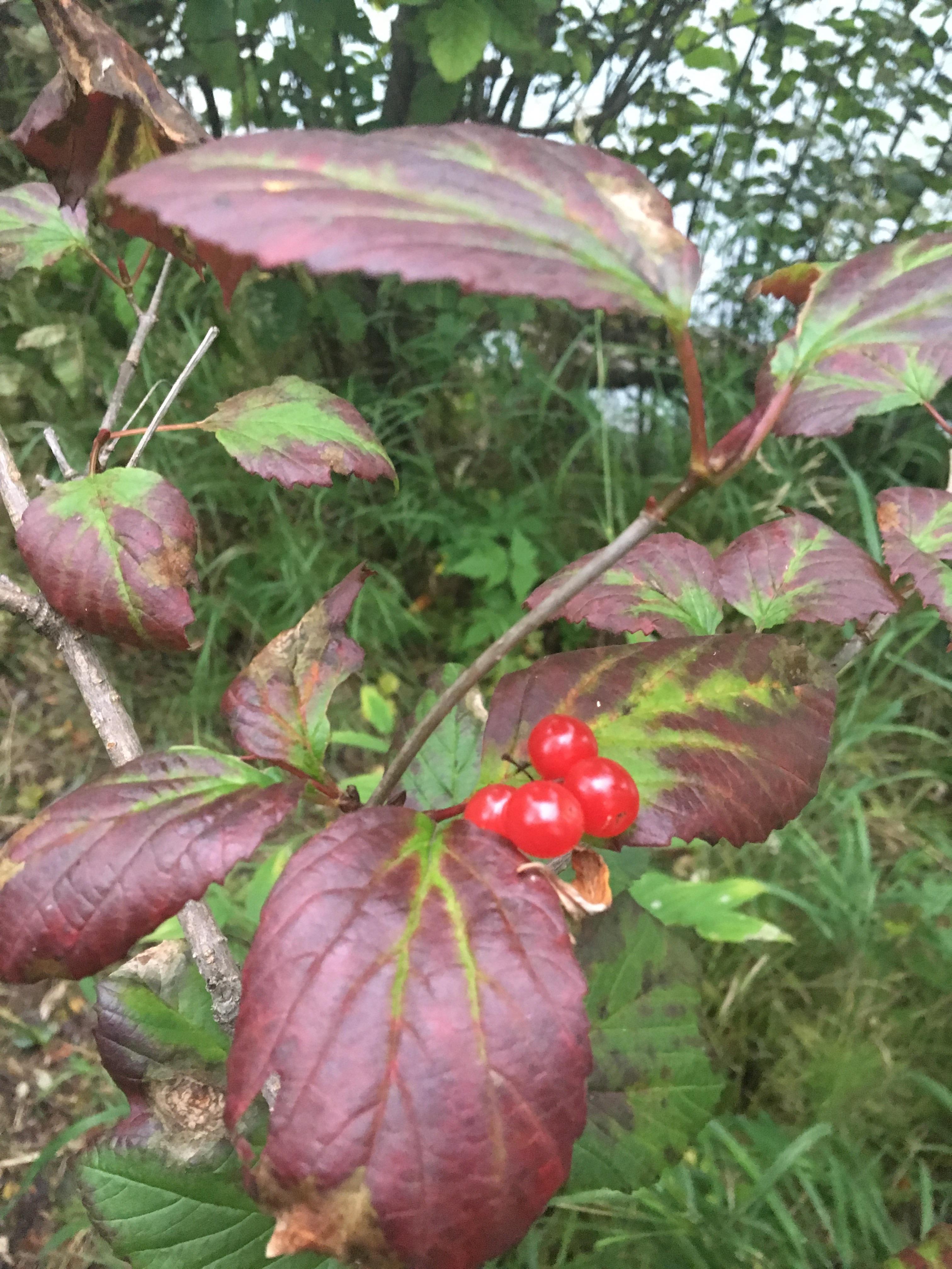In Anchorage area Alaska. What is this plant/berry? r/whatsthisplant