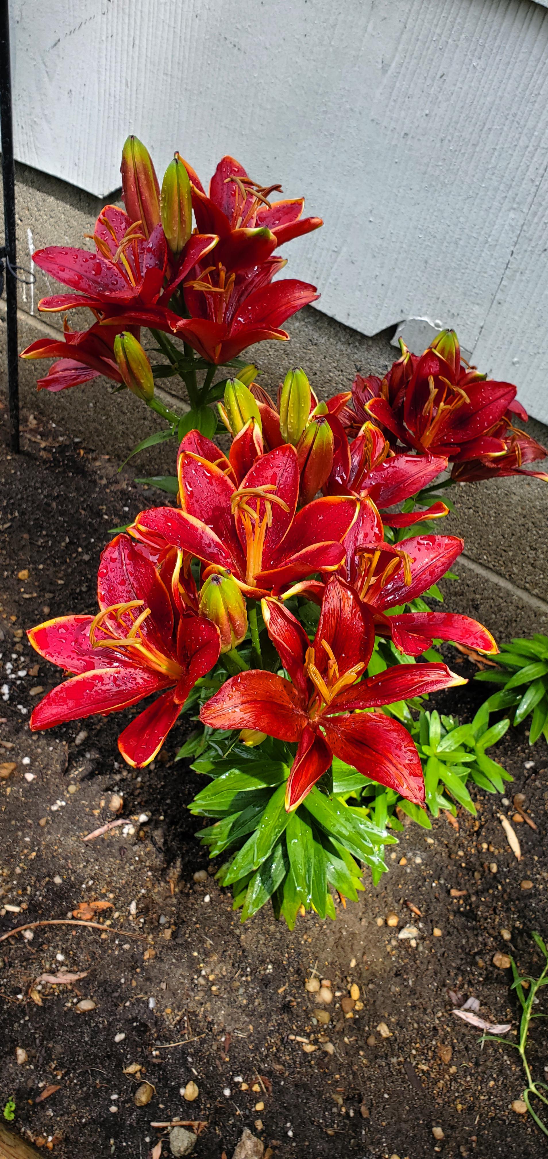 Crimson 🤩 r/flowers