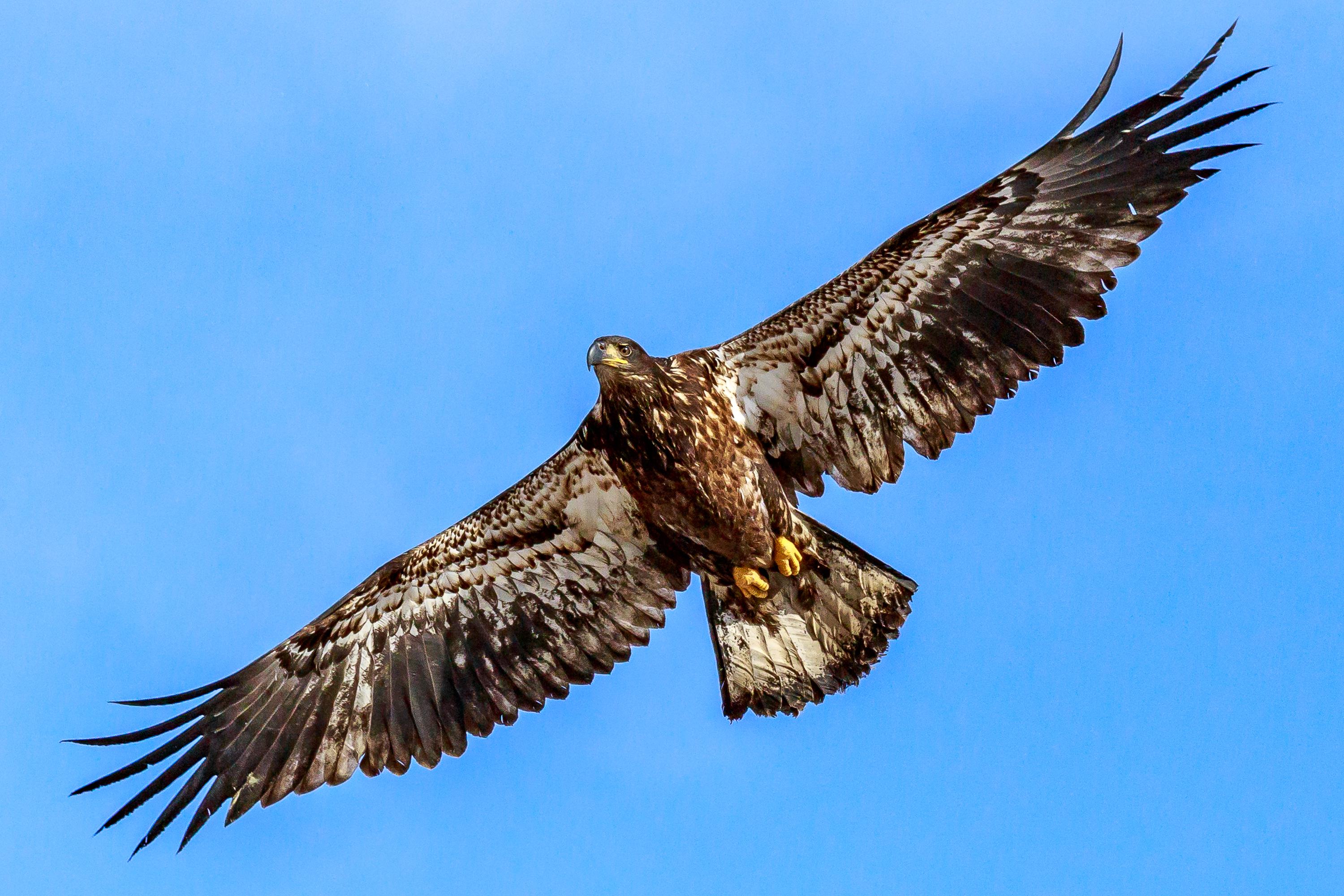 Juvenile Golden Eagle Flying