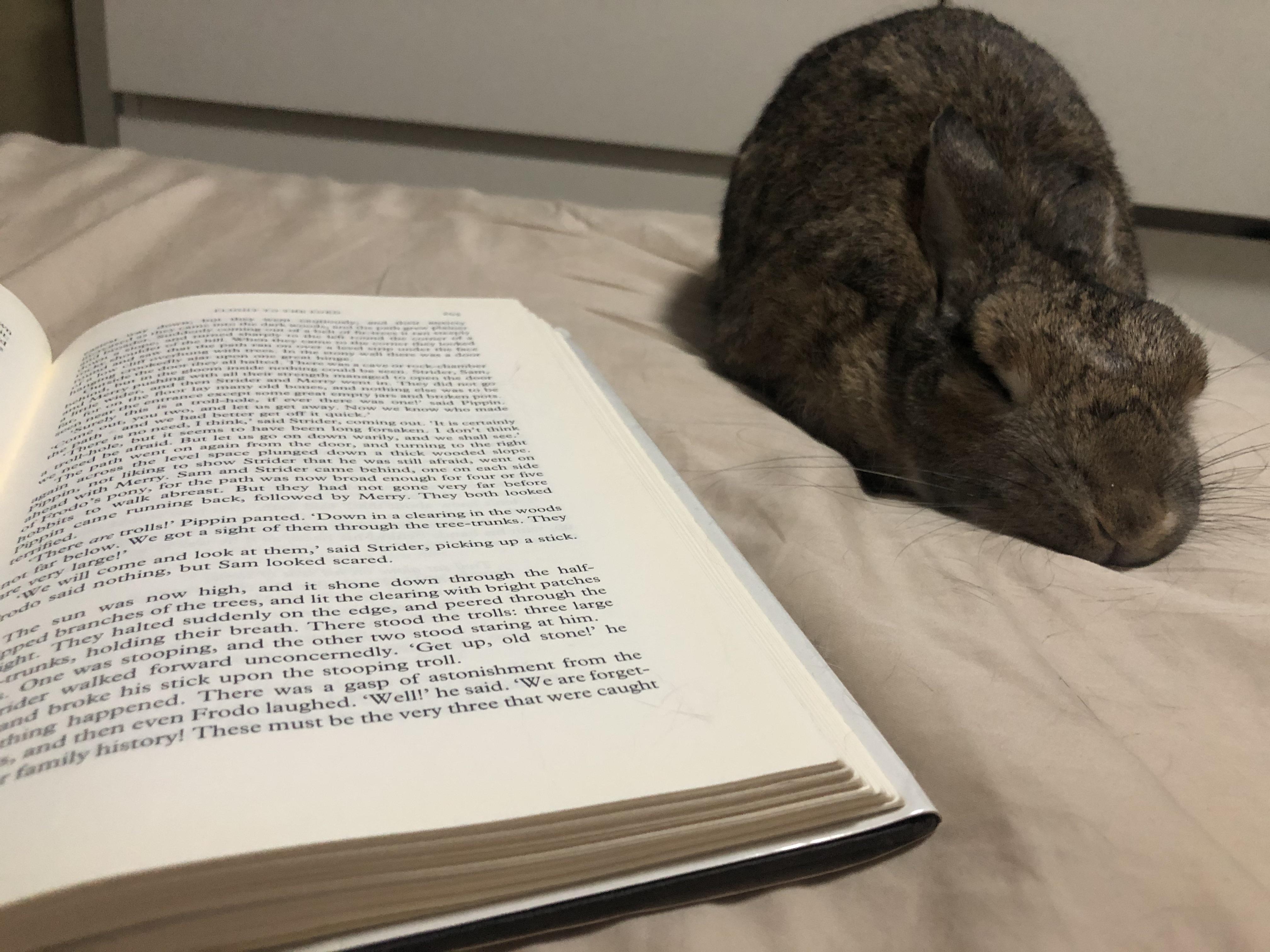 I just never thought rabbits could be such incredible companions. We