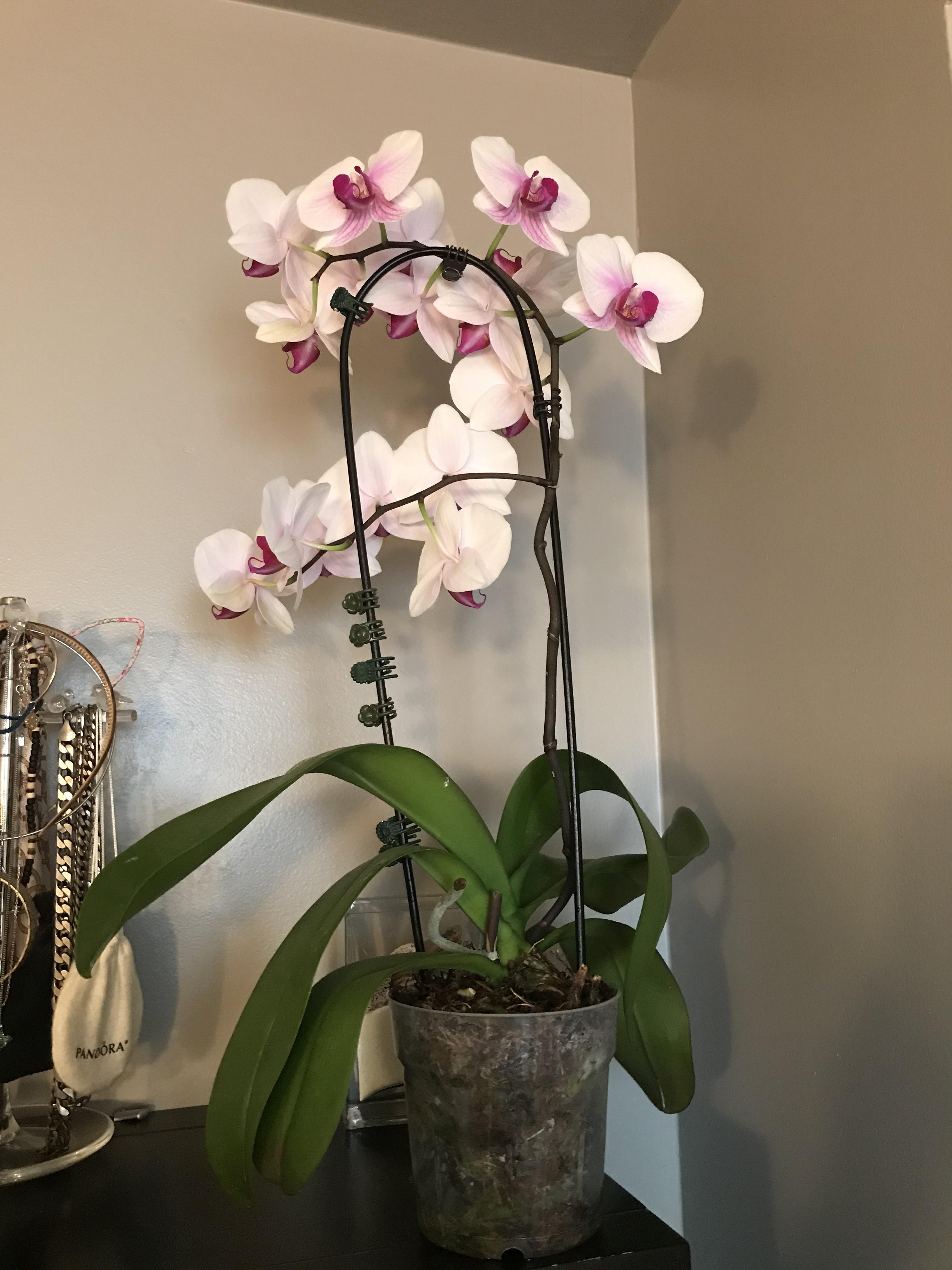 My first orchid! She’s finally finished her first cycle of blooming. It was so wonderful