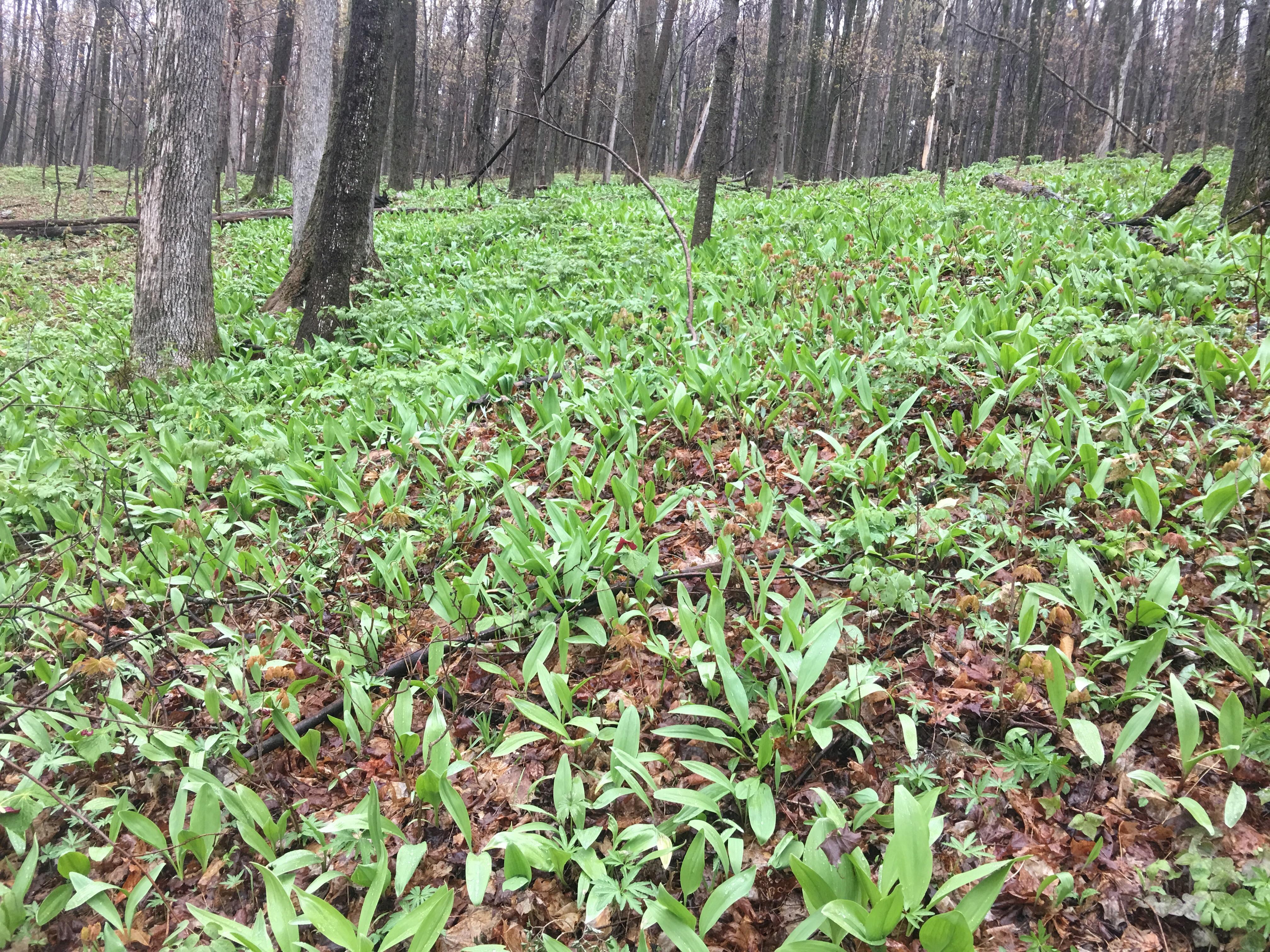 Last years ramp spot (Upstate New York) r/foraging
