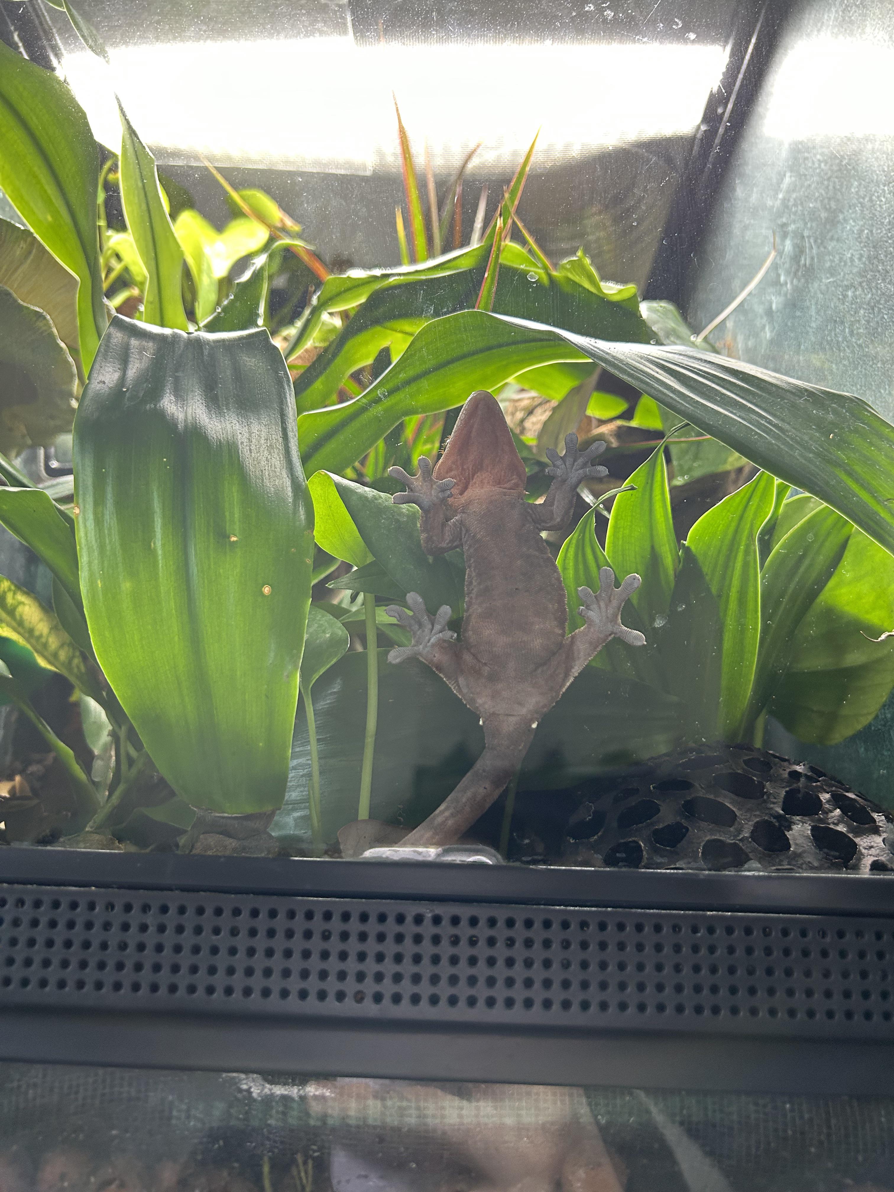 Is my gecko too chunky? r/CrestedGecko