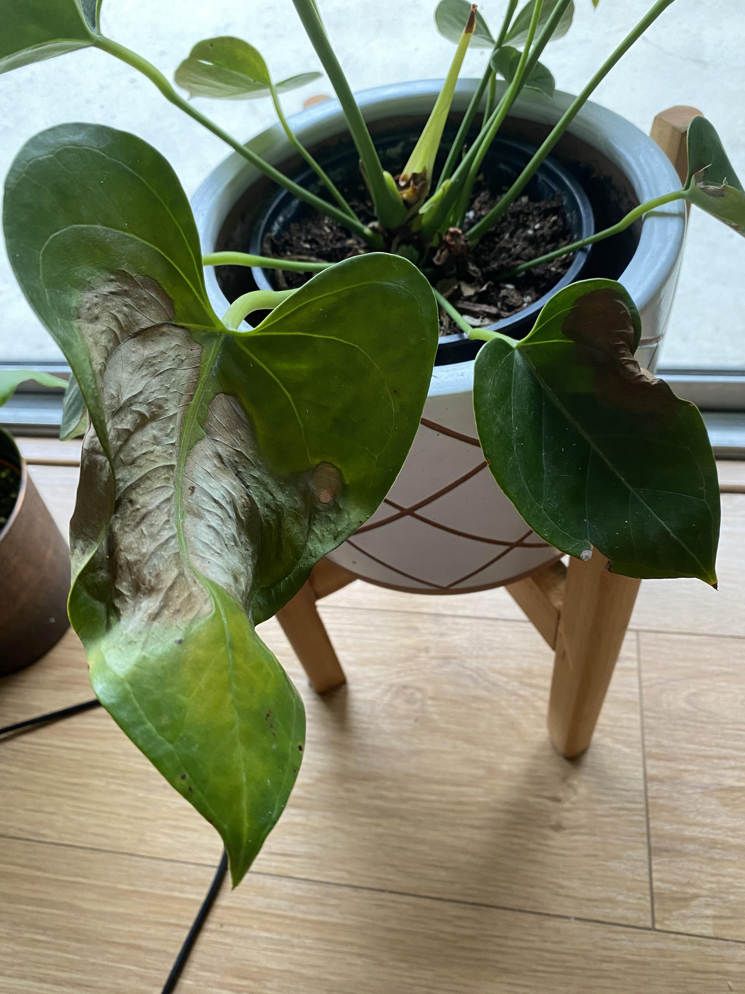 Anthurium leaves are getting brown dry patches. I check it with a