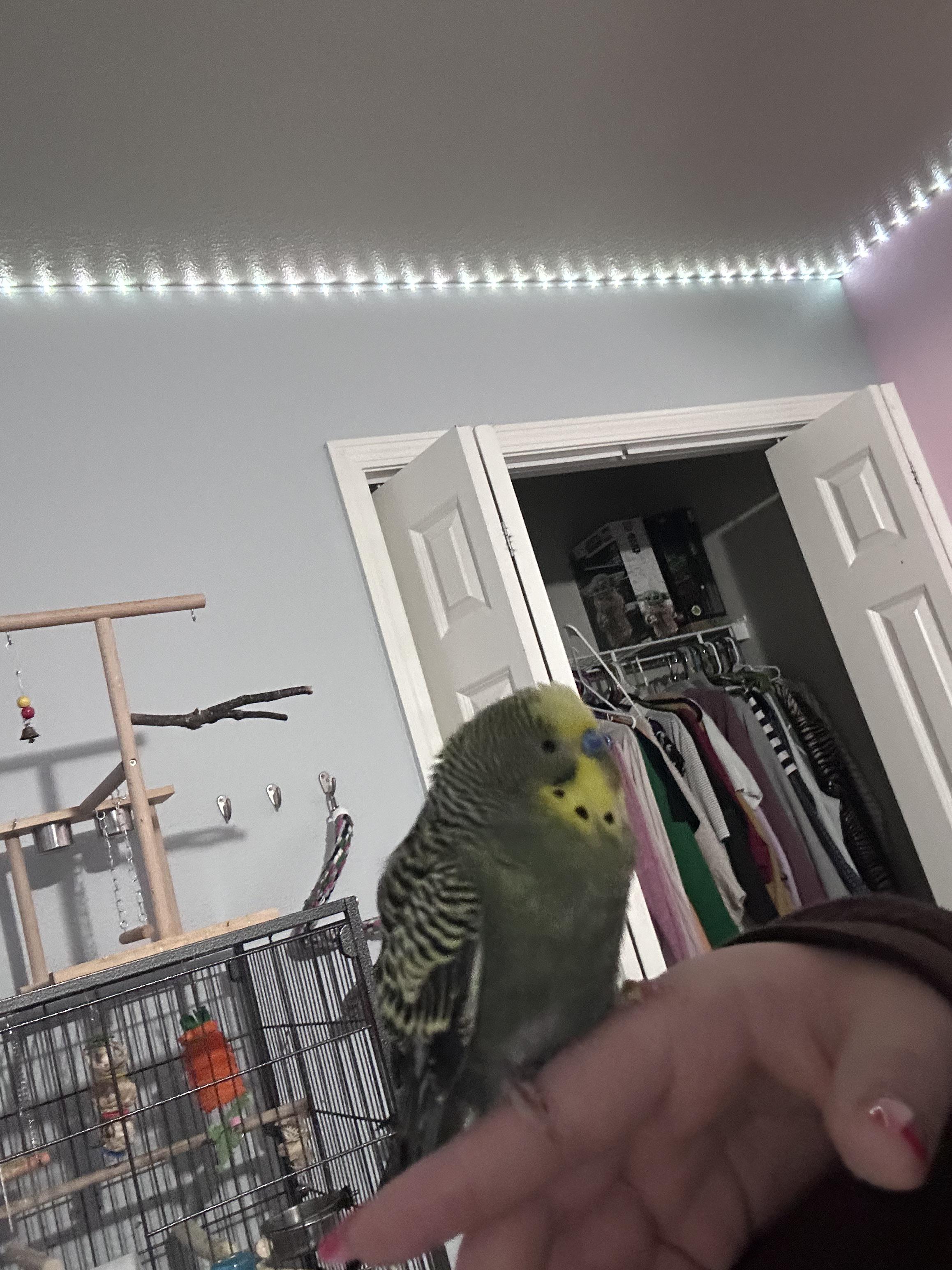 Budgie acting normal but constantly looks fluffed up r/budgies