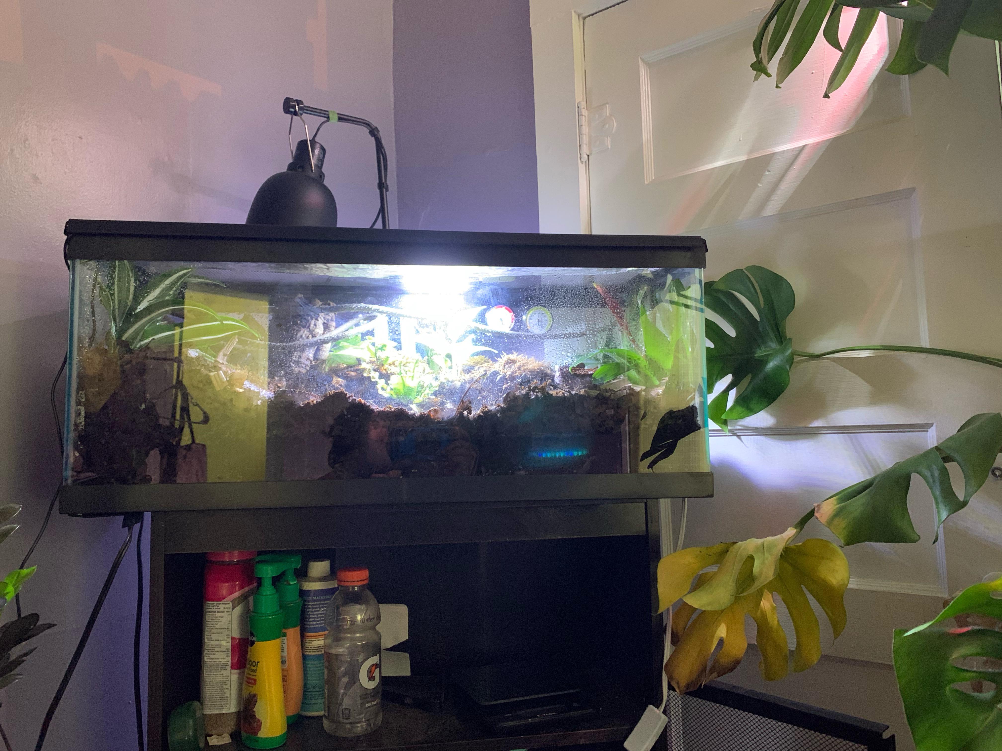 In this 20 gallon Long, bioactive terrarium, what amphibians or