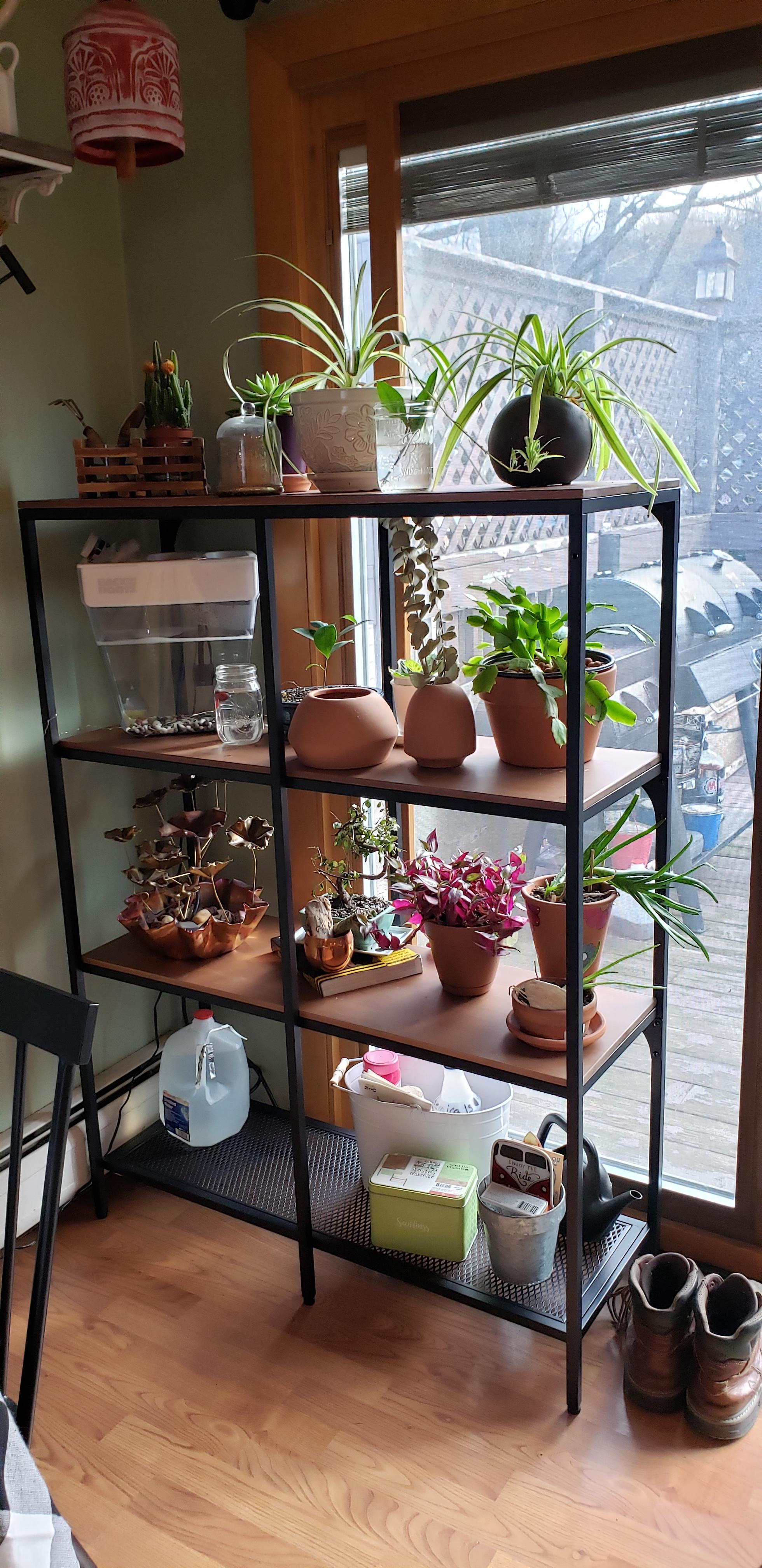 Sweet new IKEA plant shelves!! r/plants