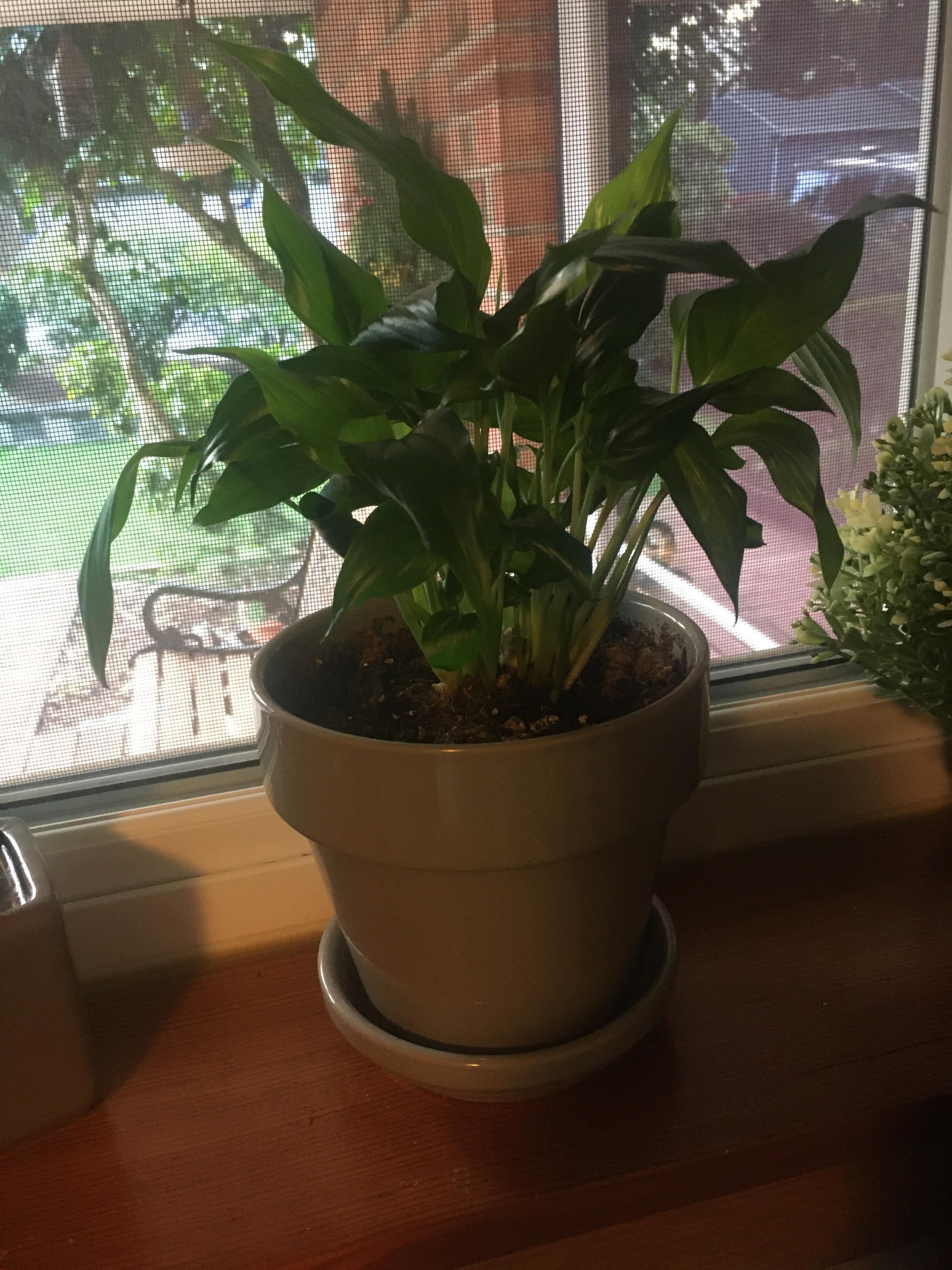 Why are my peace lily leaves curling? (More info in comments) r