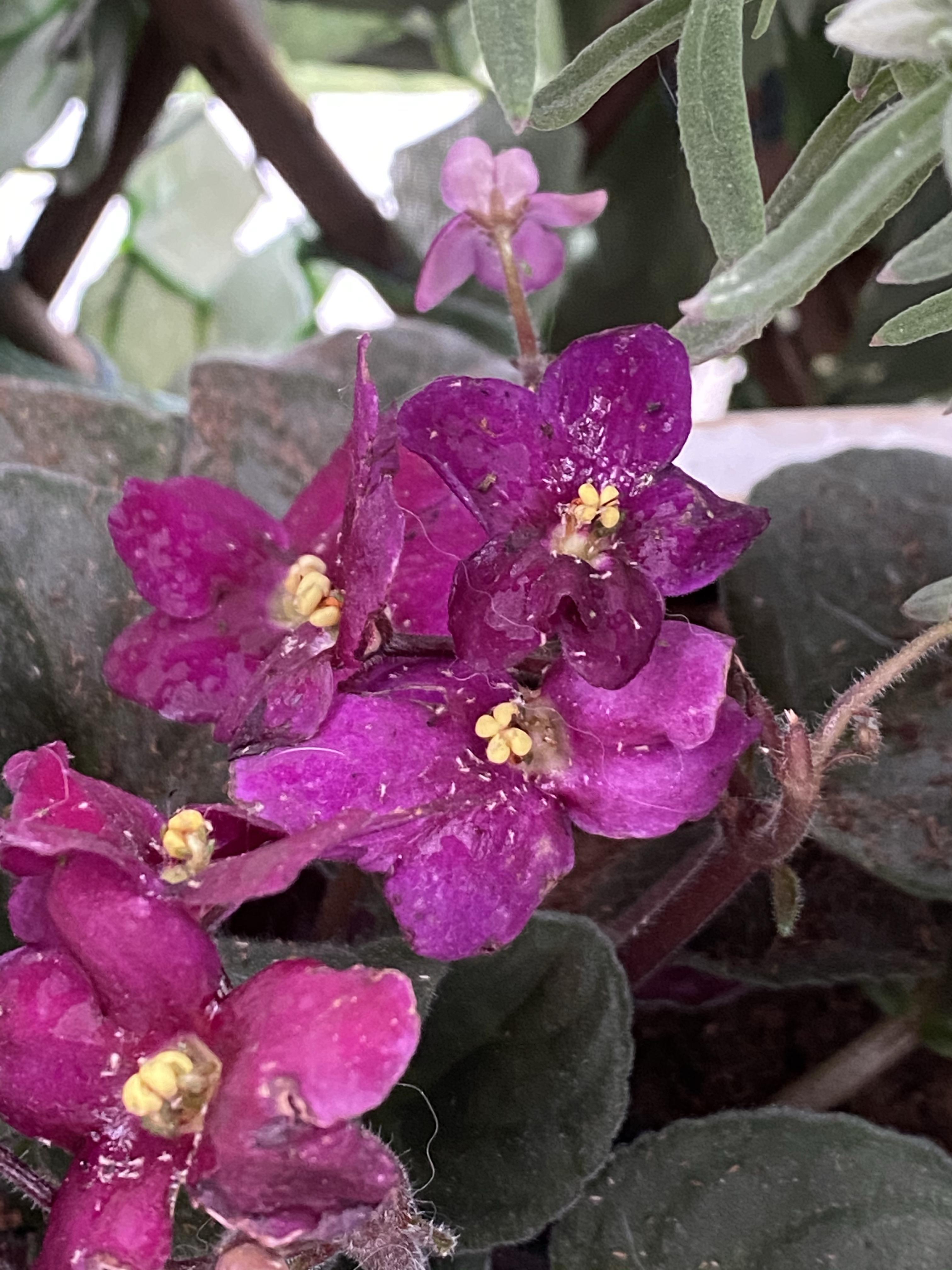 Do my African violets have a thrips problem? How do I fix it? r/gardening