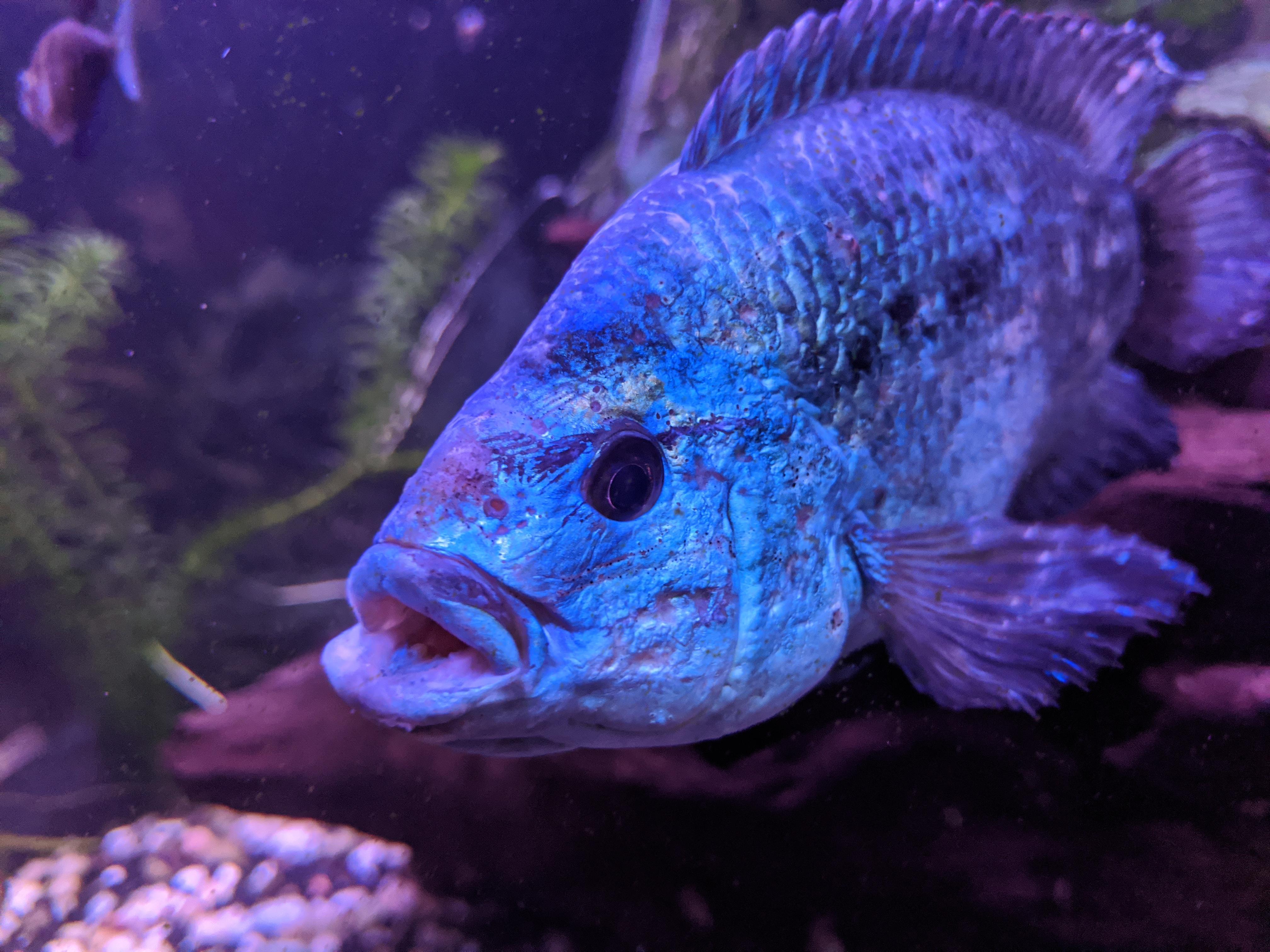 This is my electric blue jack Dempsey. He's about 7 inches long , 5 or
