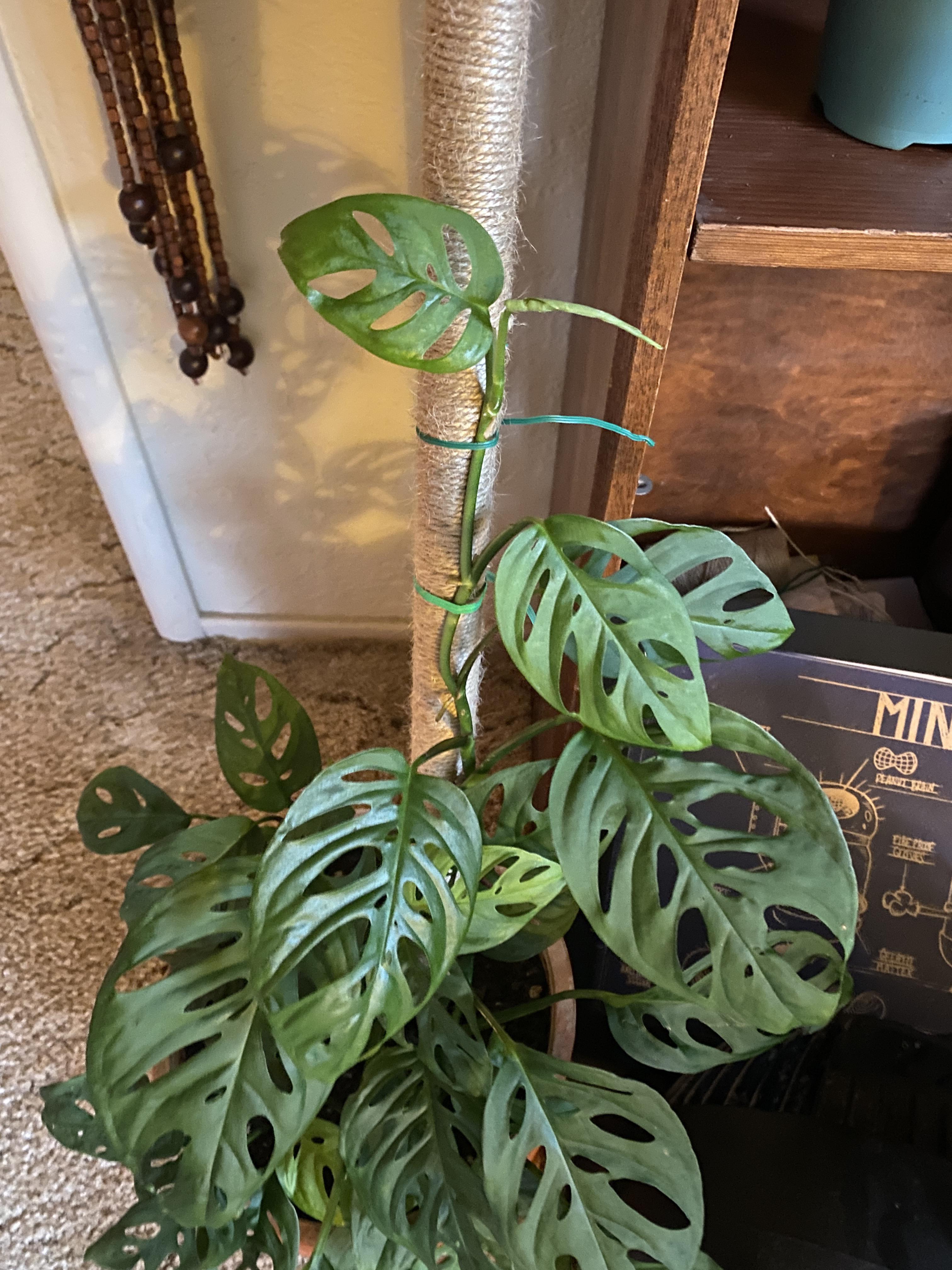 Help ?? Why does my Swiss Cheese Pathos have all these holes ?? Is it