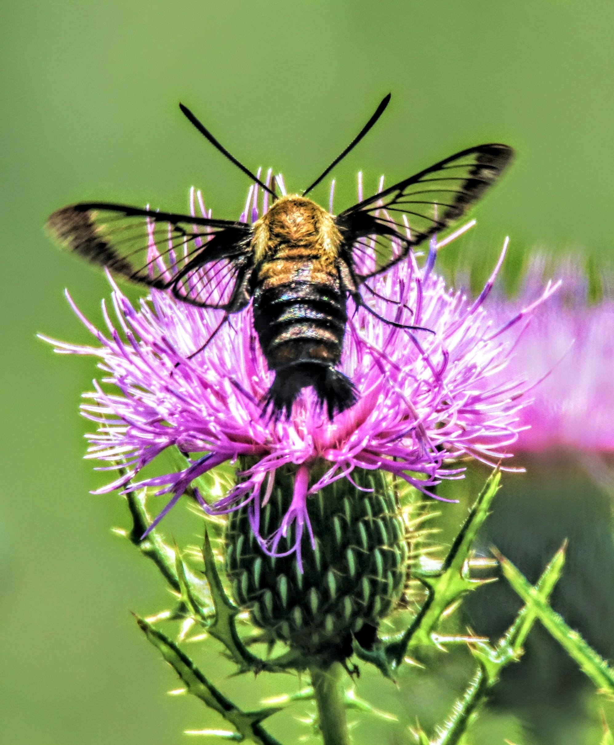 It's a beautiful hummingbird moth. Looks like a bee with wings like a