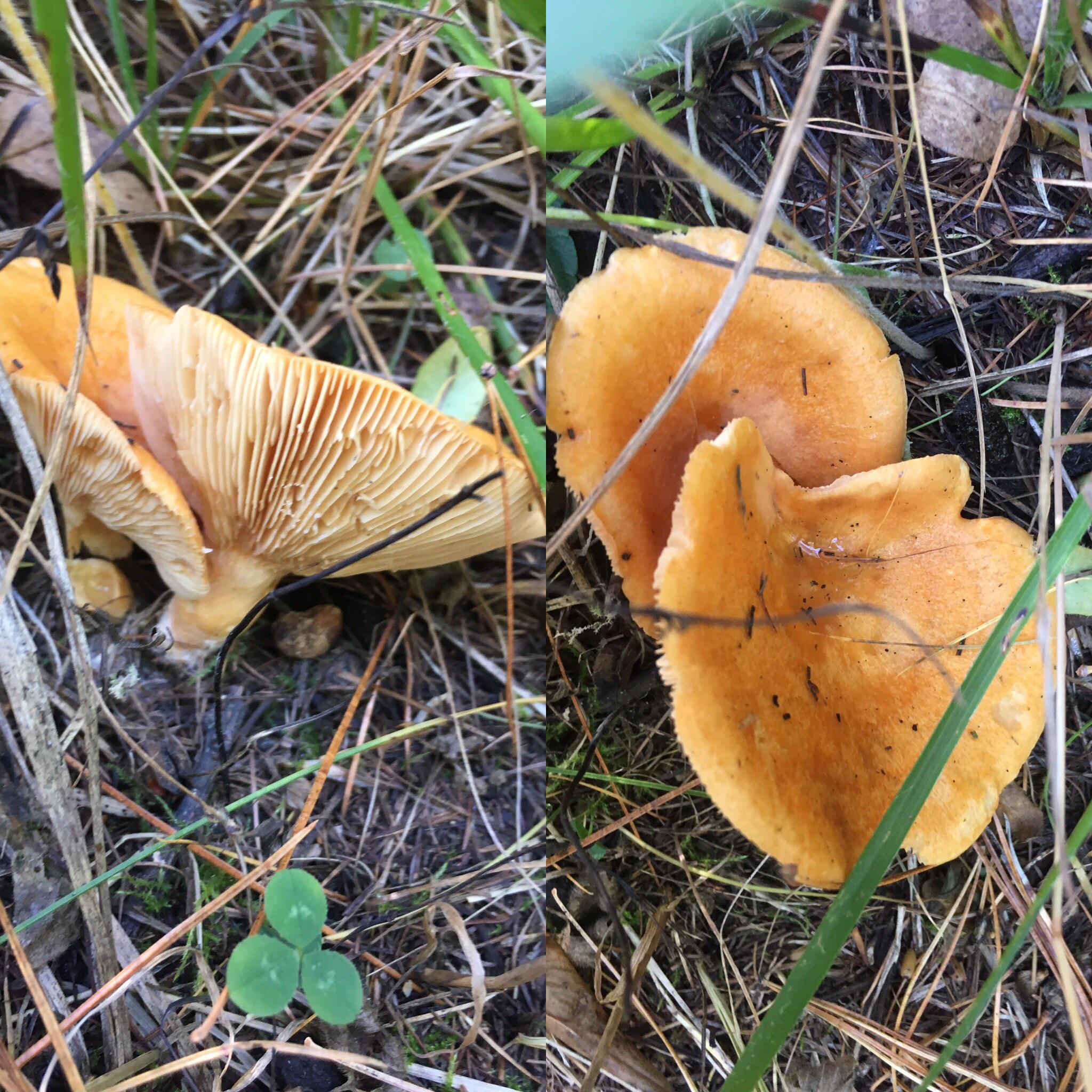 Hello everyone , I’m in the Italian alps and I just found this one