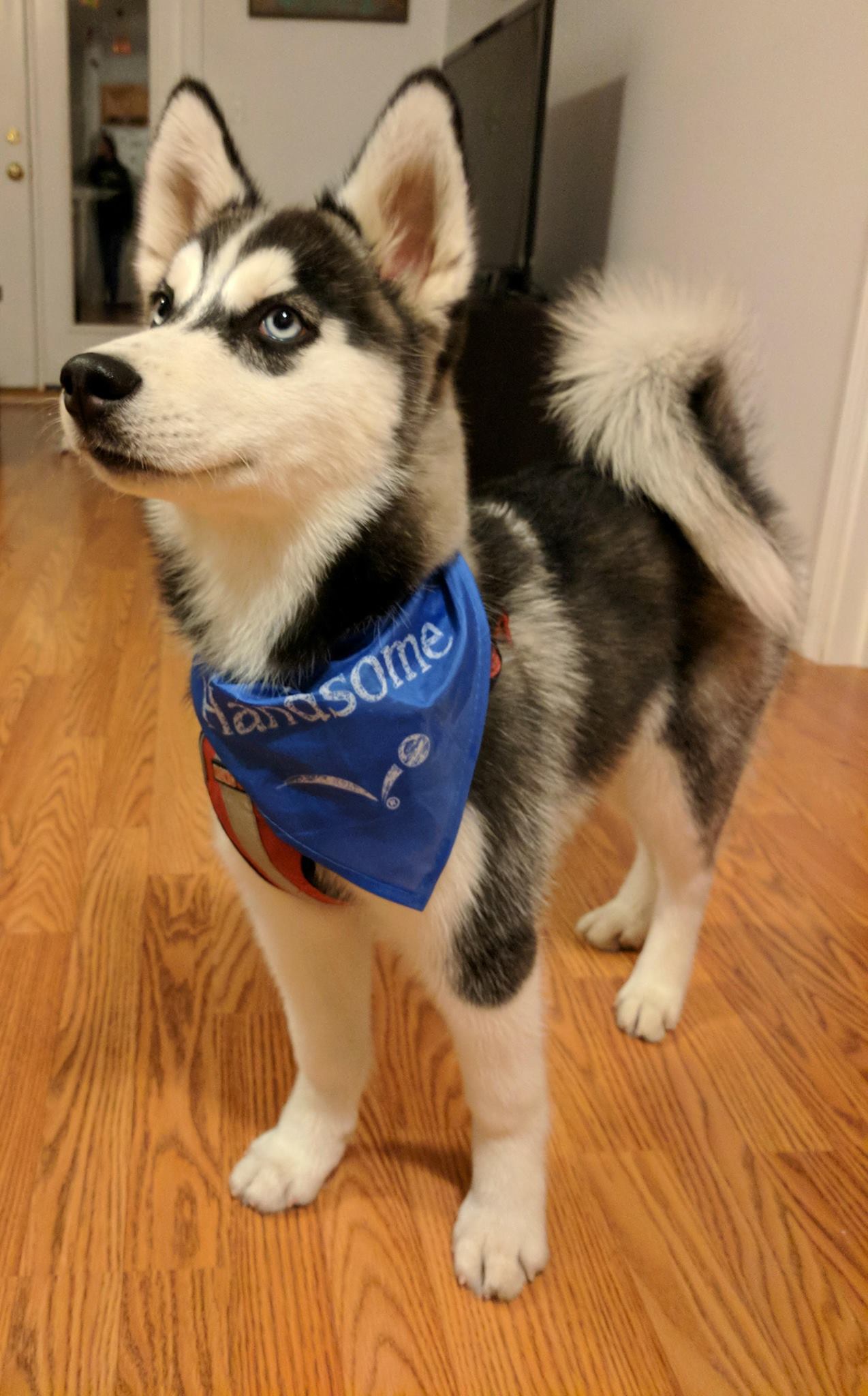 Riley, the bandana says it all (Handsome) r/husky