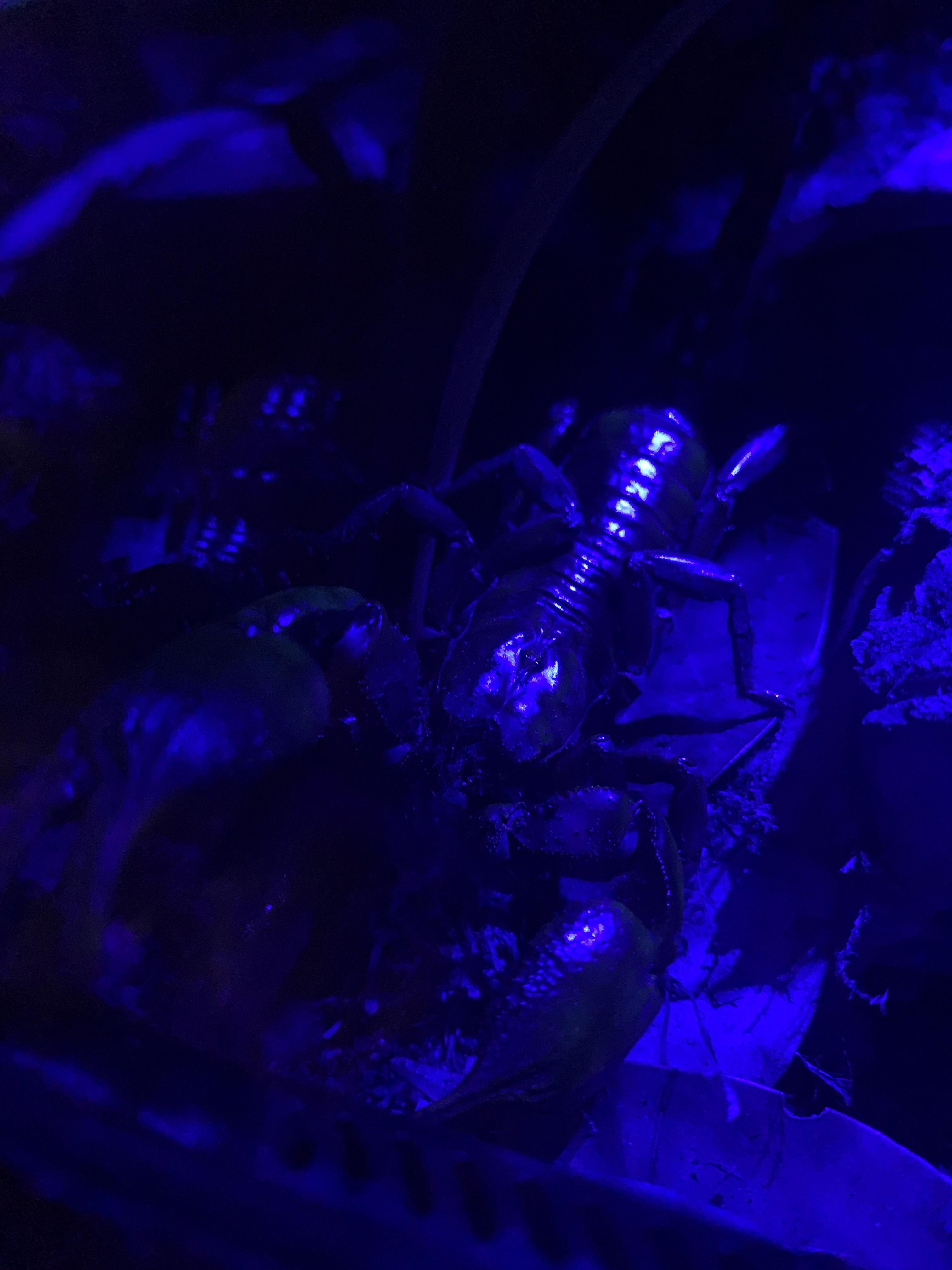 my H.silenus has been climbing the glass for the last week, is the