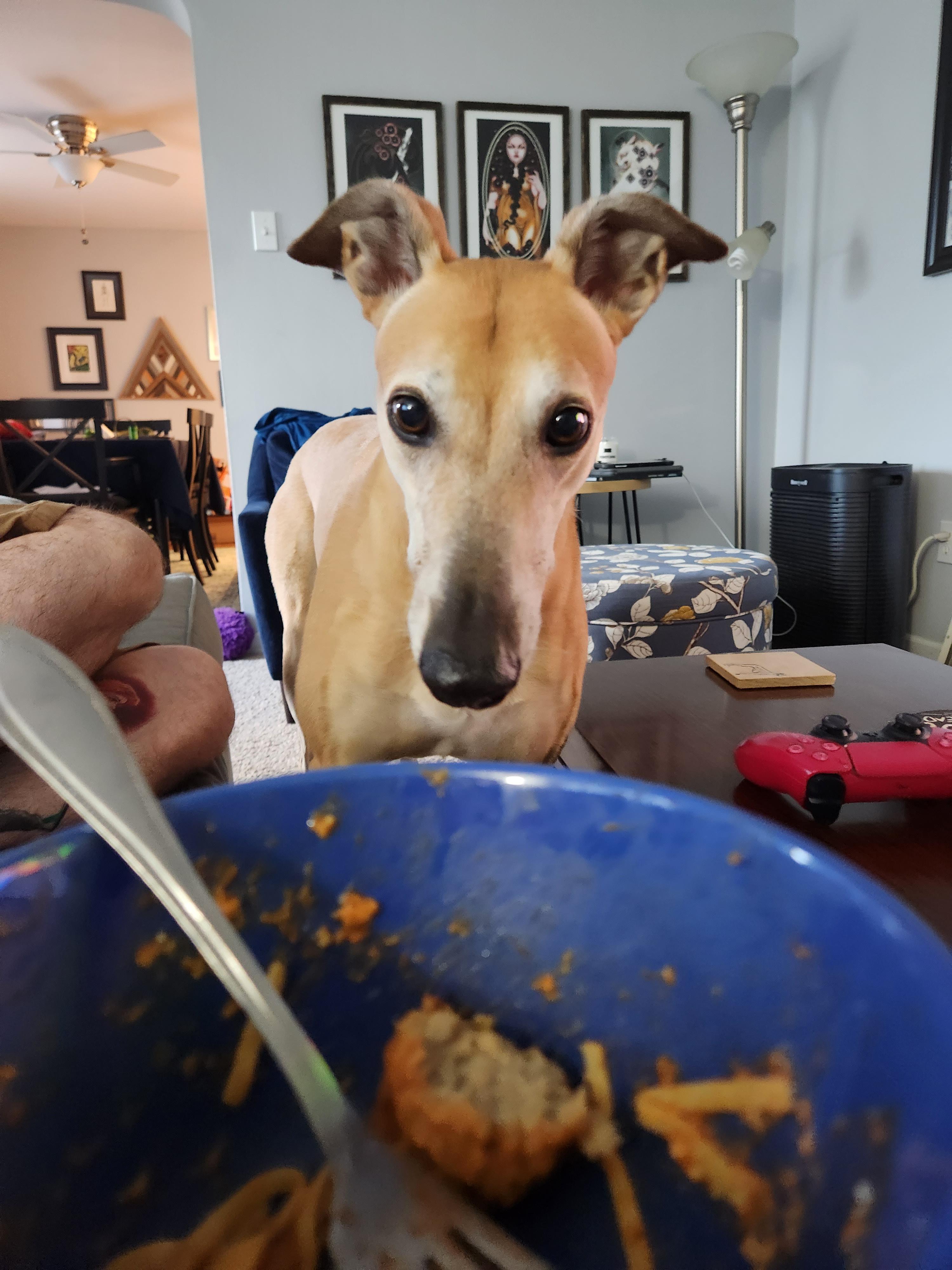 You gib r/Greyhounds