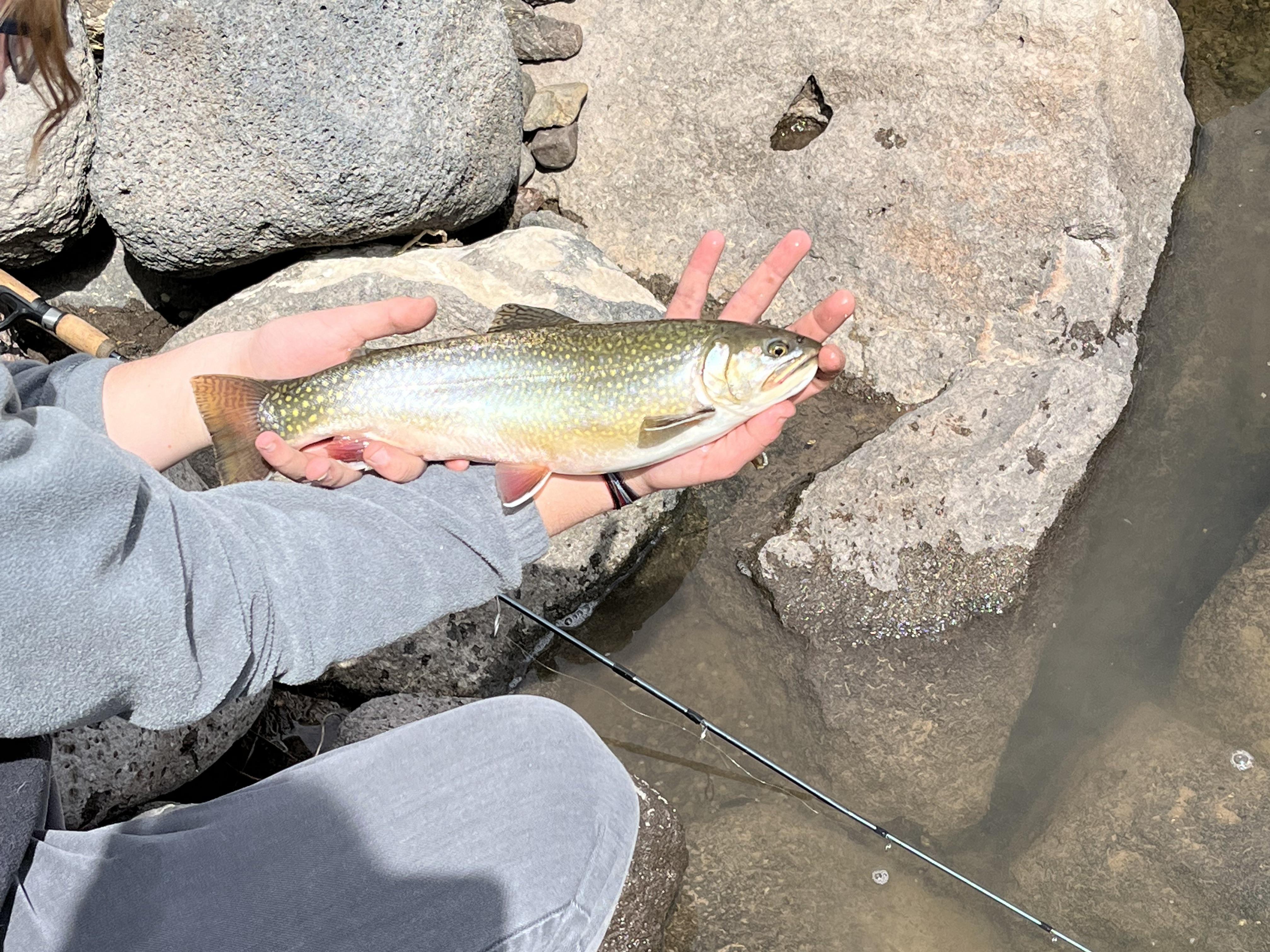 My personal best Brook trout r/troutfishing