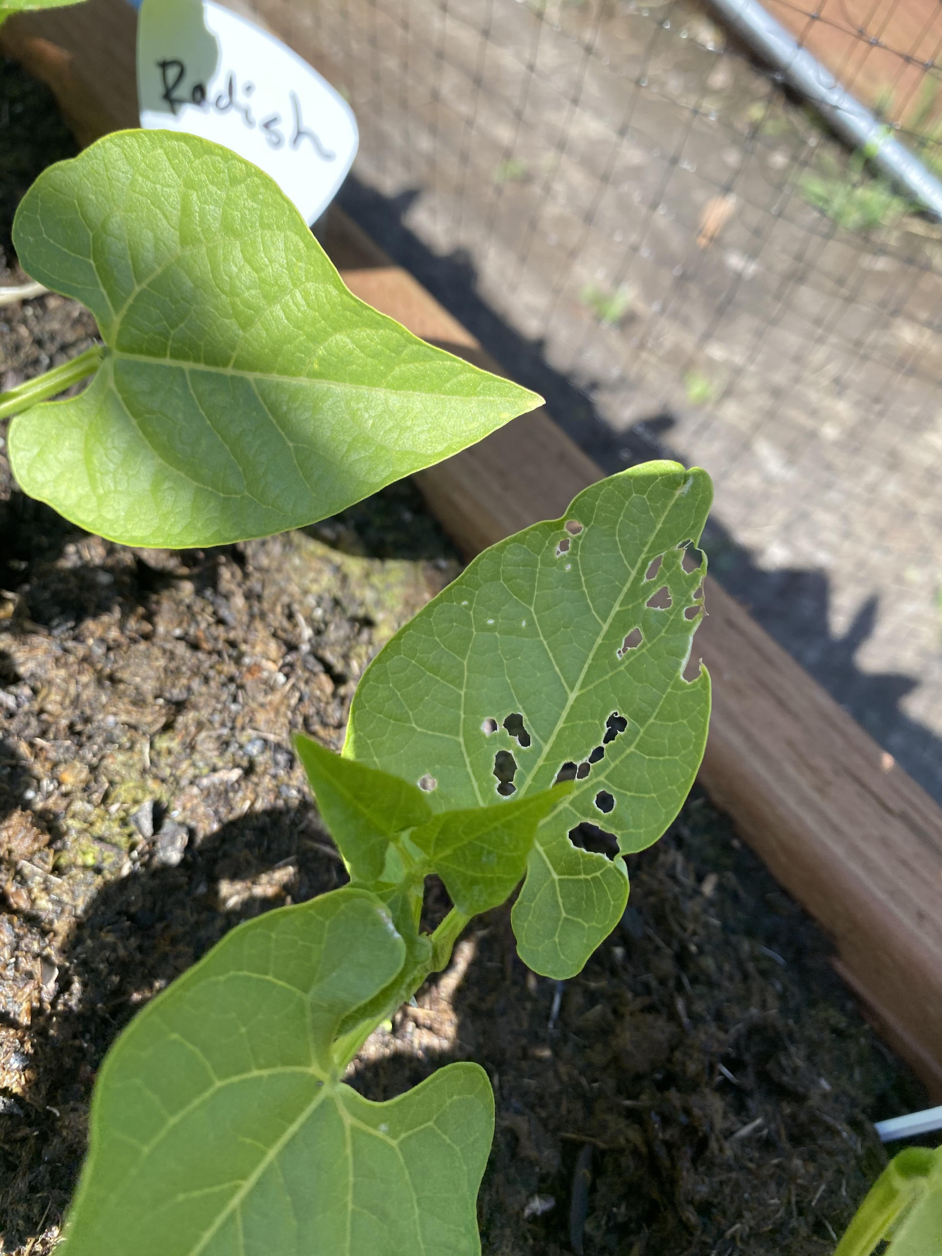 What’s eating my leaves? r/gardening