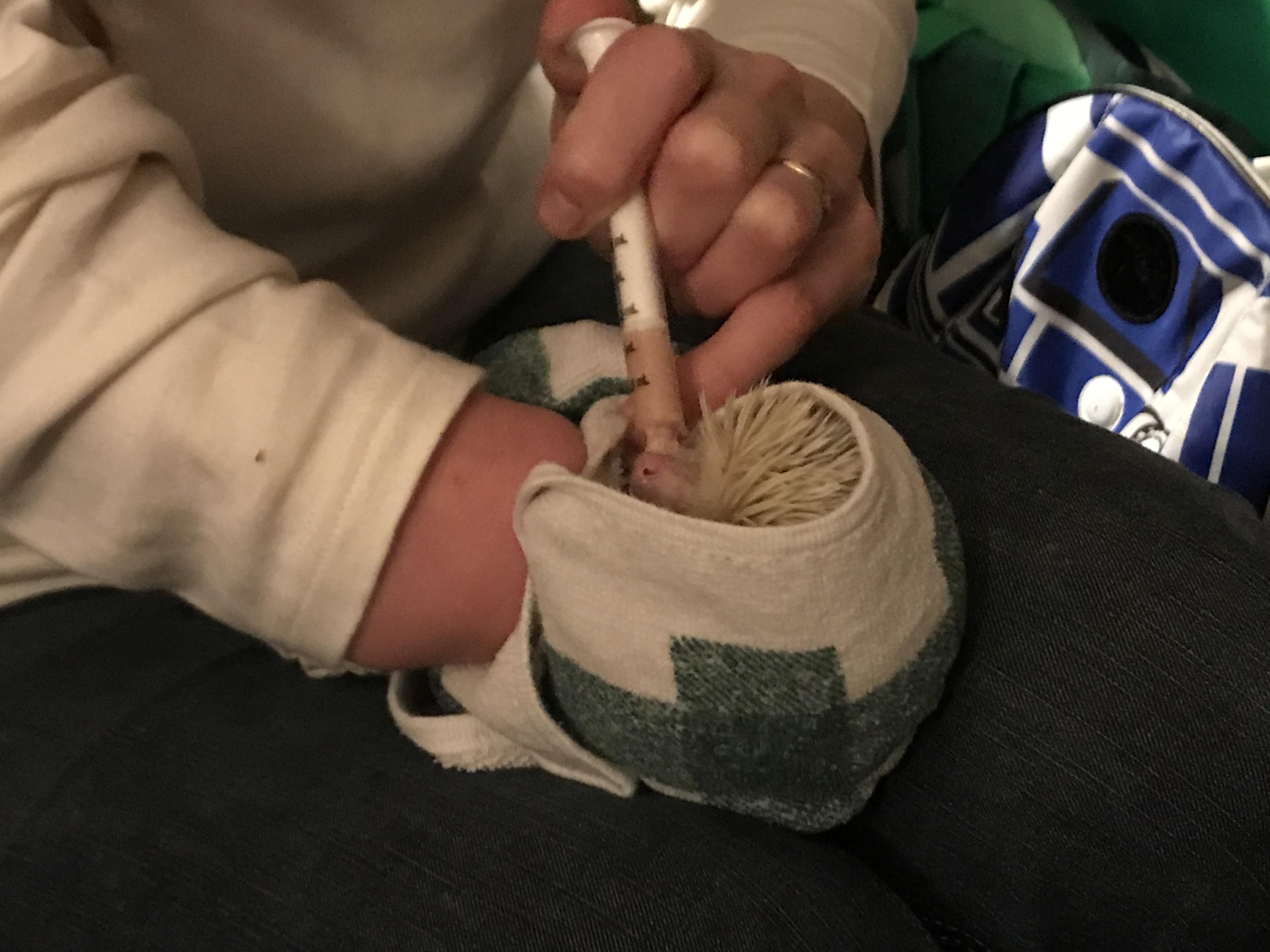 When they stop eating well for a few days, they receive a swaddle and a