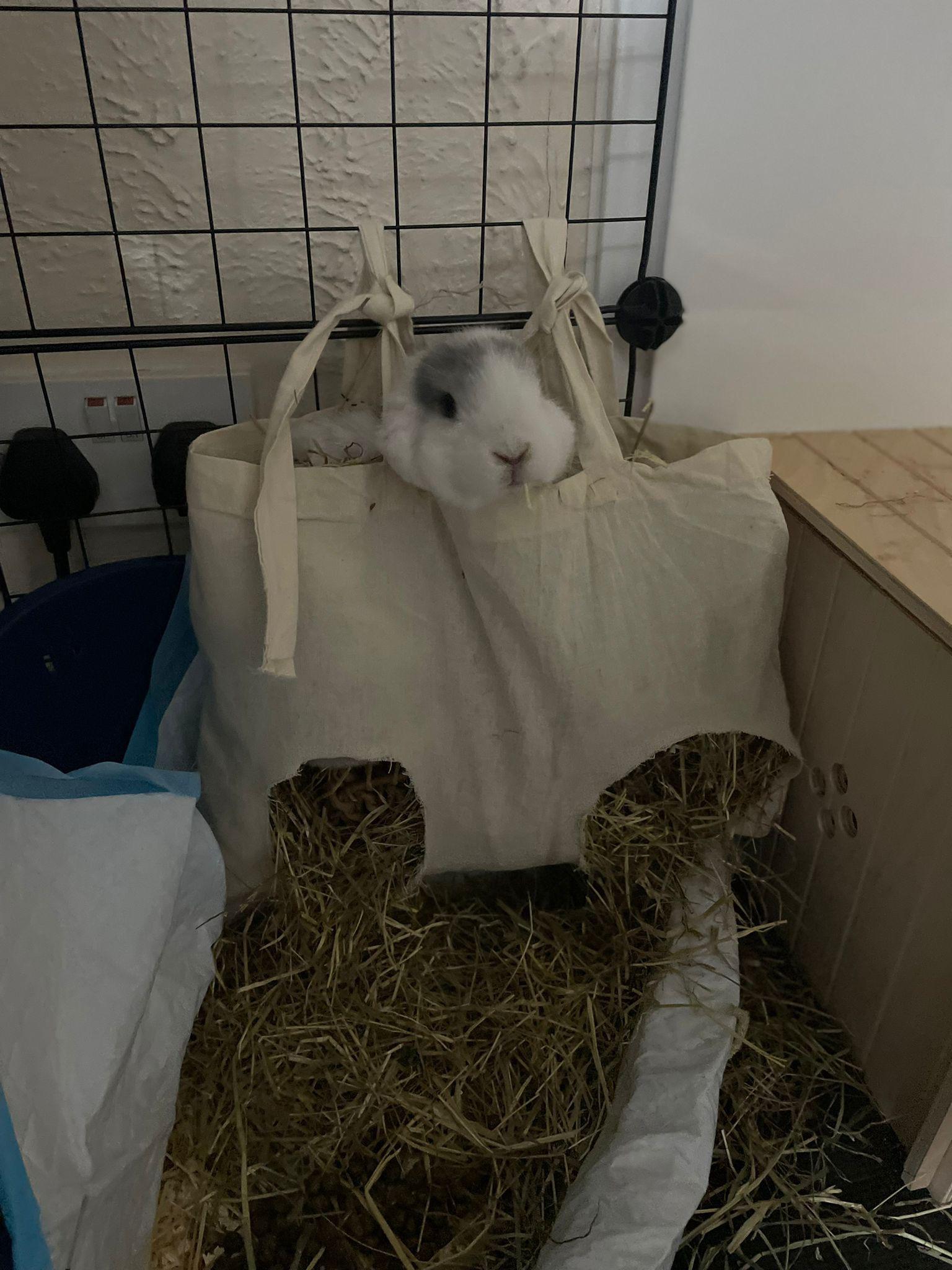 I love my bun so much. He is not the one with separation anxiety, I am