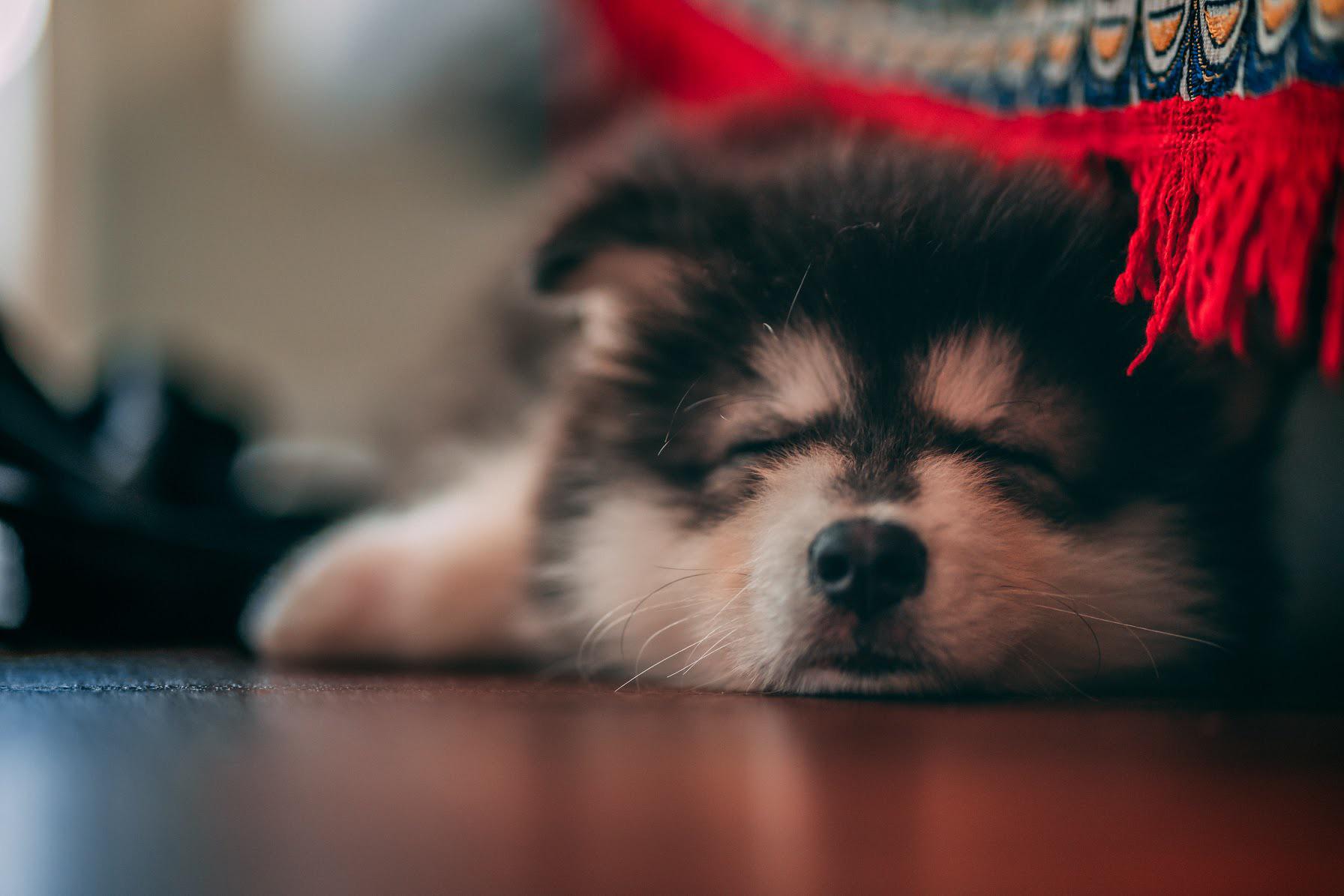 My 2 month old sleeping the day away r/AlaskanMalamute