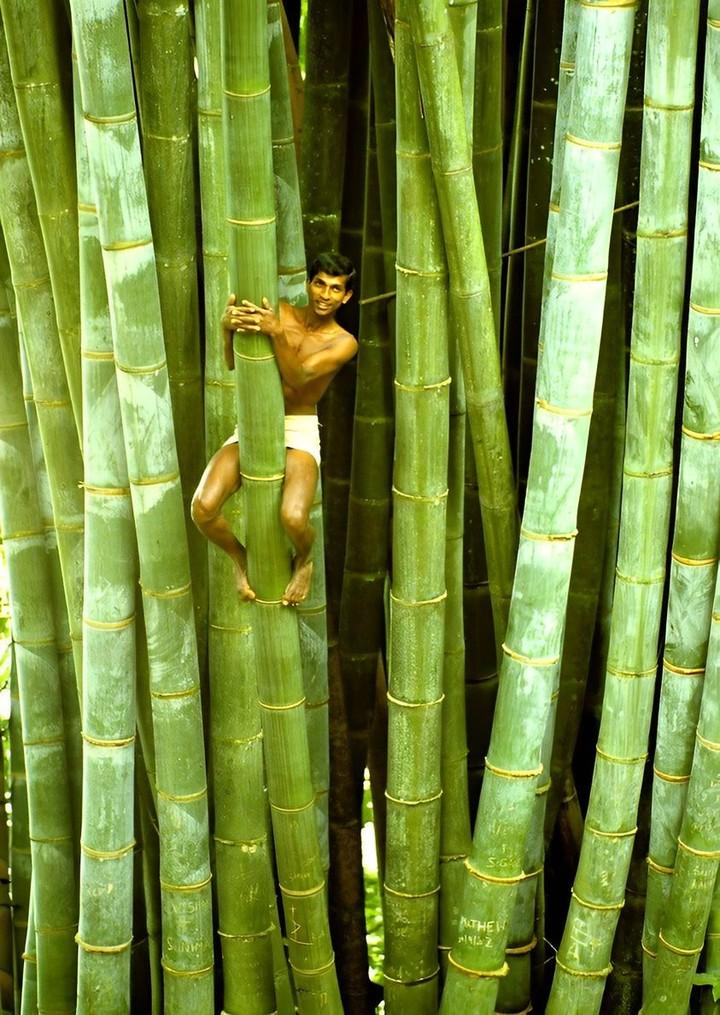 The giant bamboo species known as Dragon Bamboo (Dendrocalamus