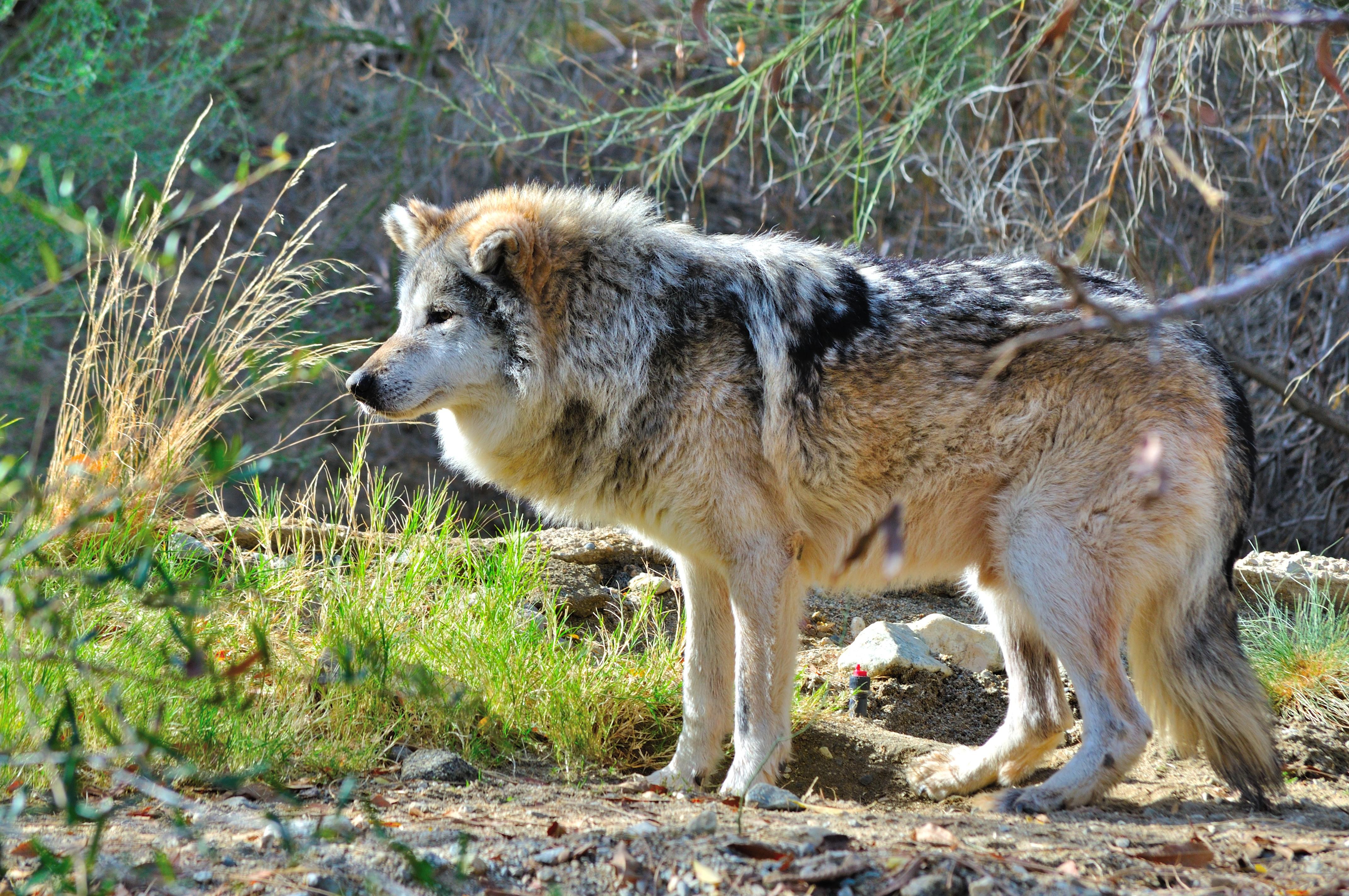 Mexican Wolf at the Living Desert. r/pics